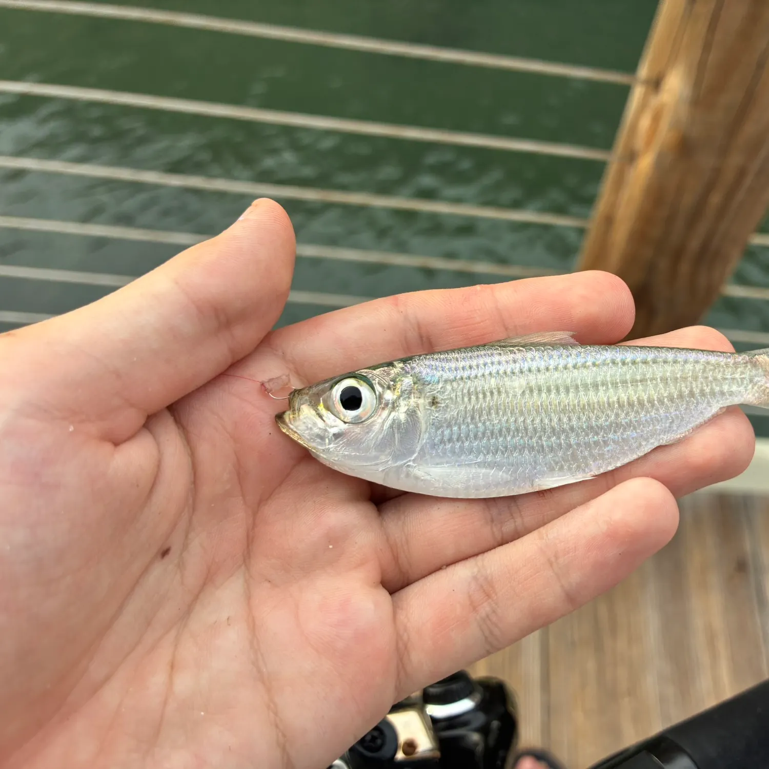 Scaled herring caught on Fishbrain