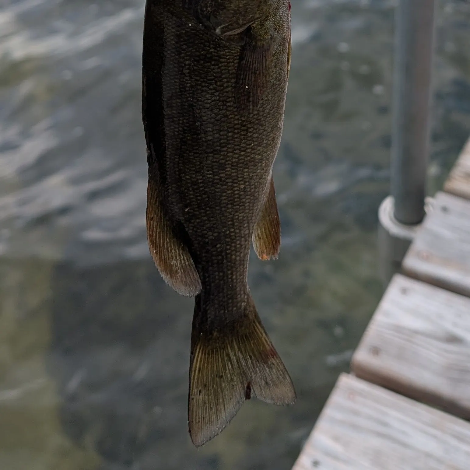 Smallmouth bass caught on Fishbrain