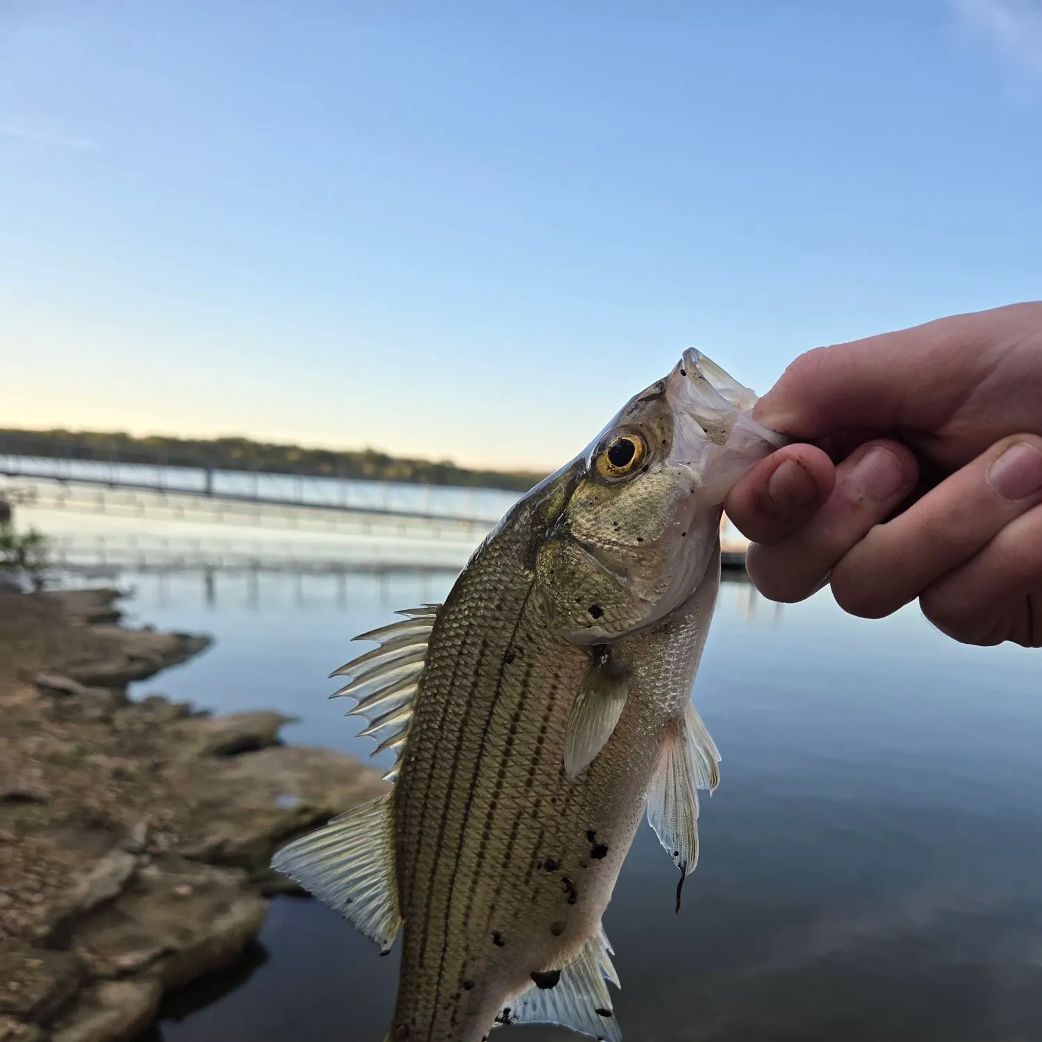 White bass caught on Fishbrain