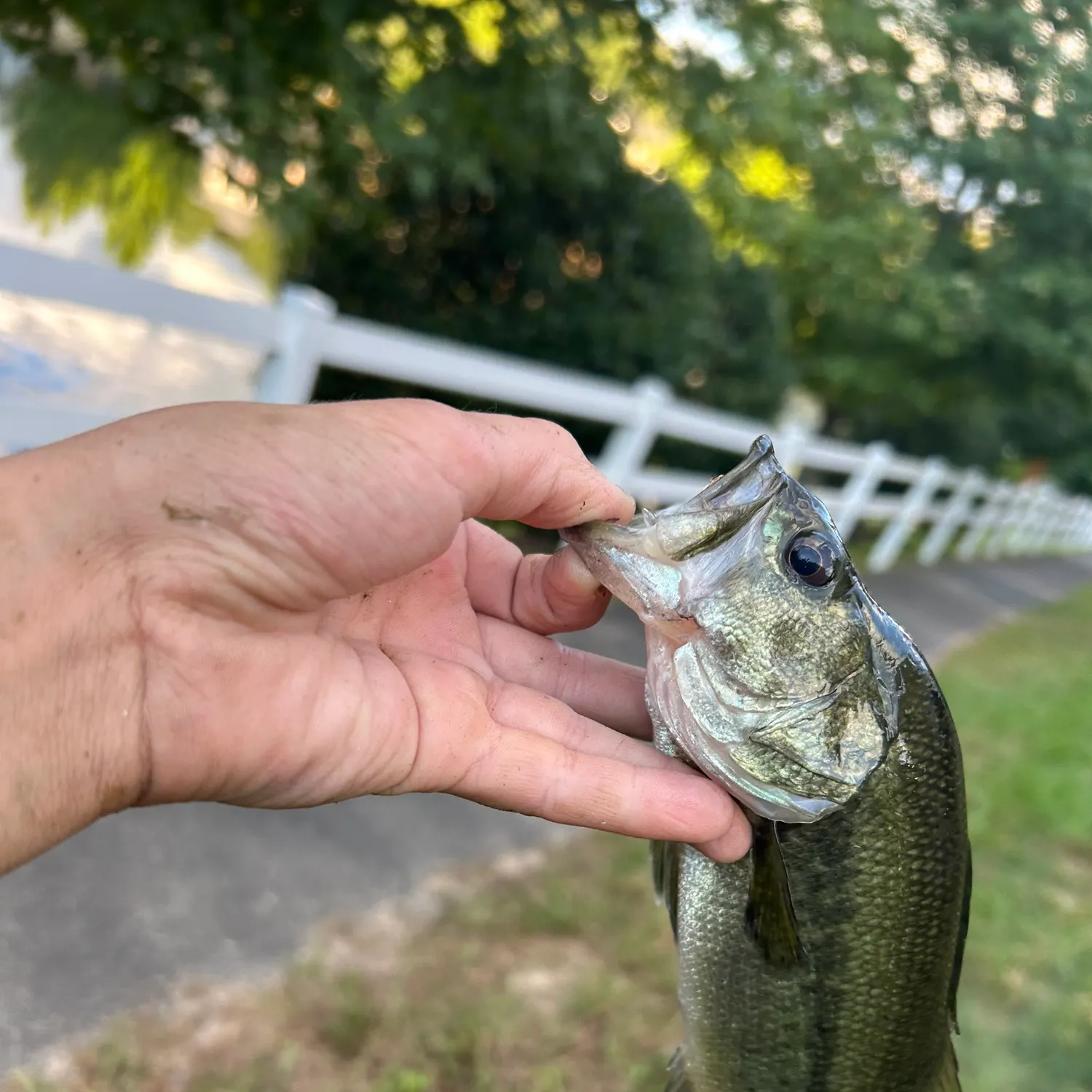 Spotted bass caught on Fishbrain