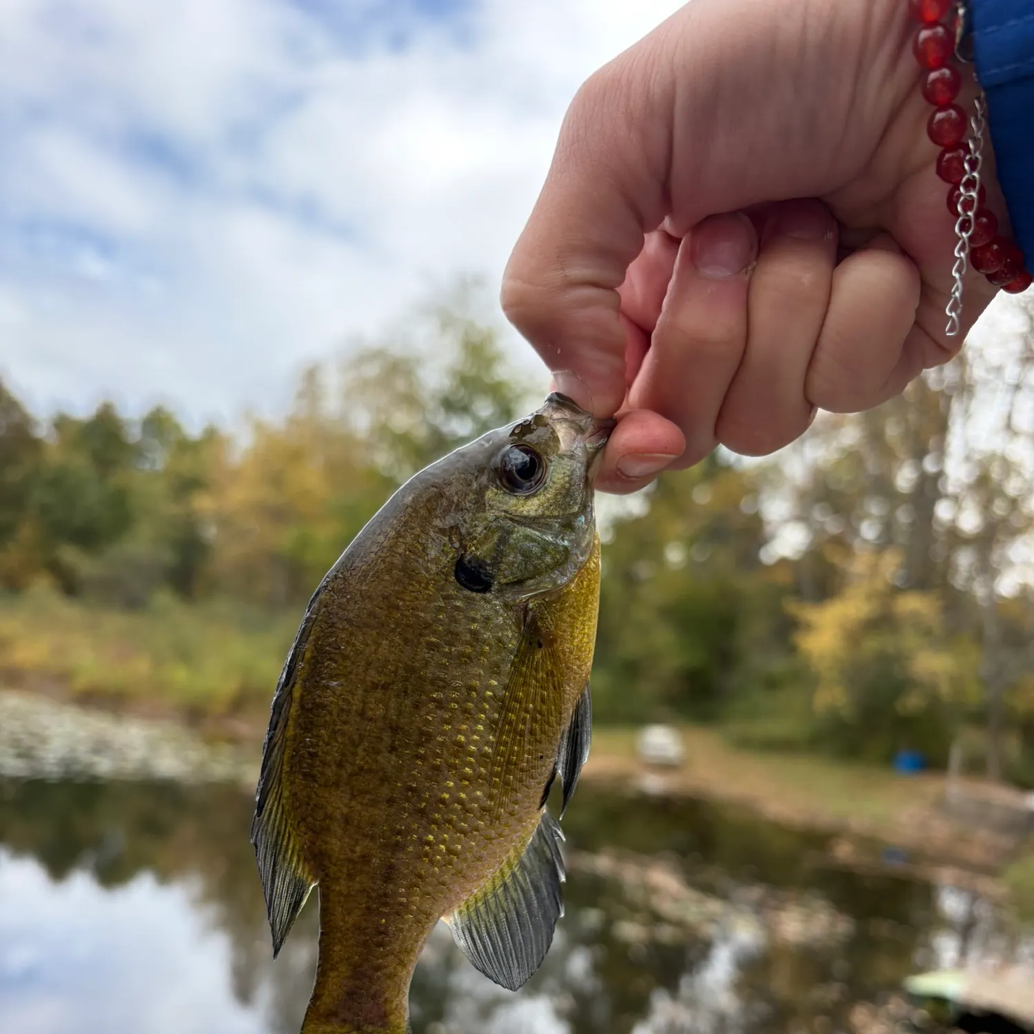 Bluegill caught on Fishbrain