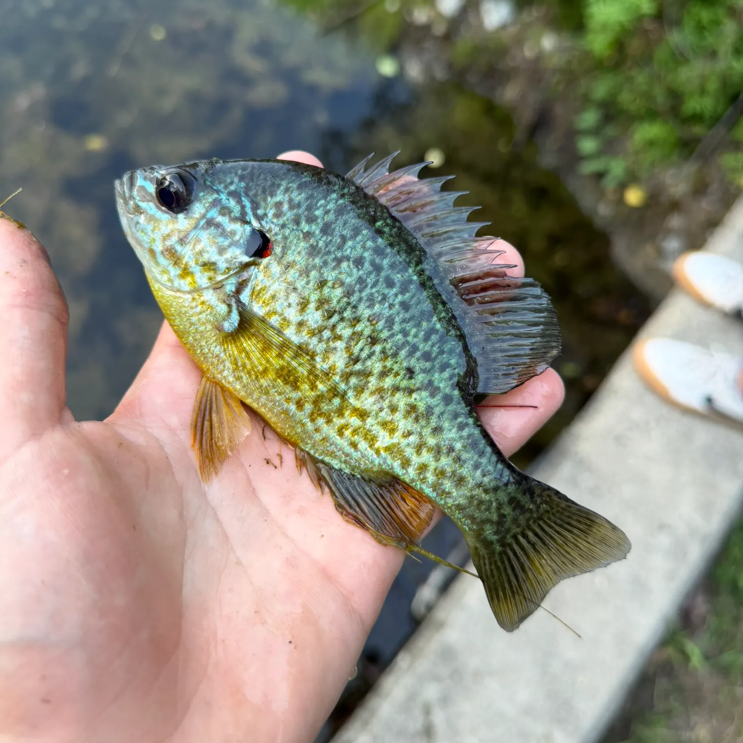 Pumpkinseed caught on Fishbrain