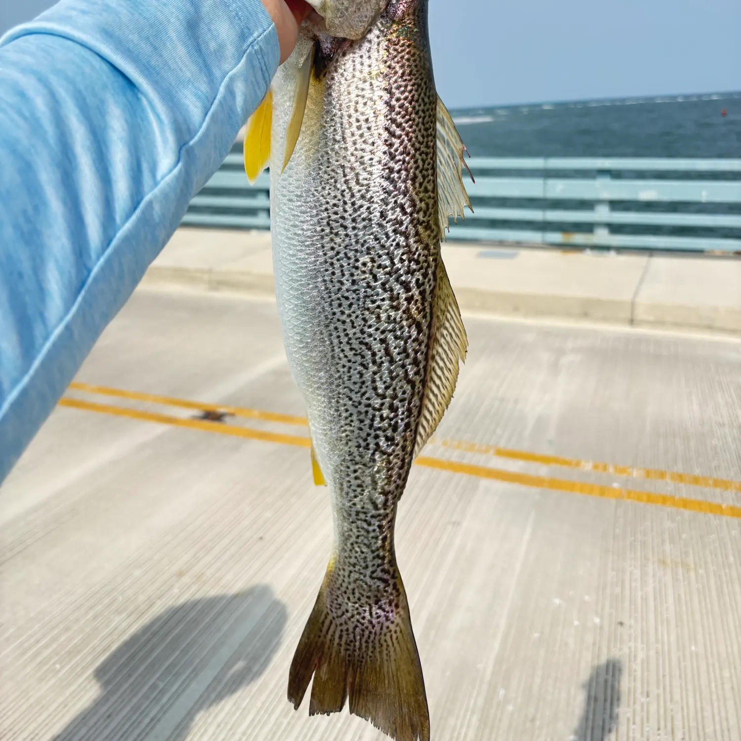 most liked catch image