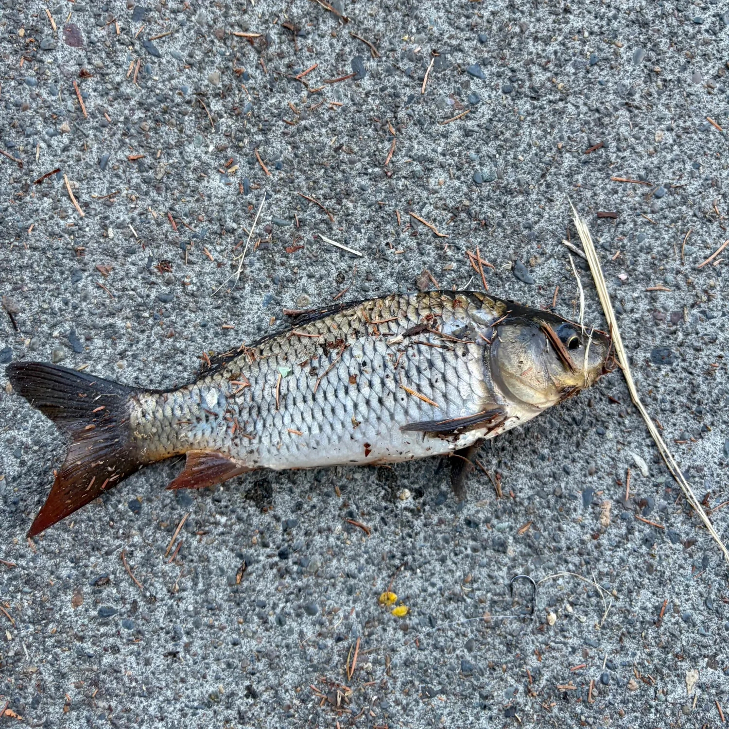 Common carp caught on Fishbrain