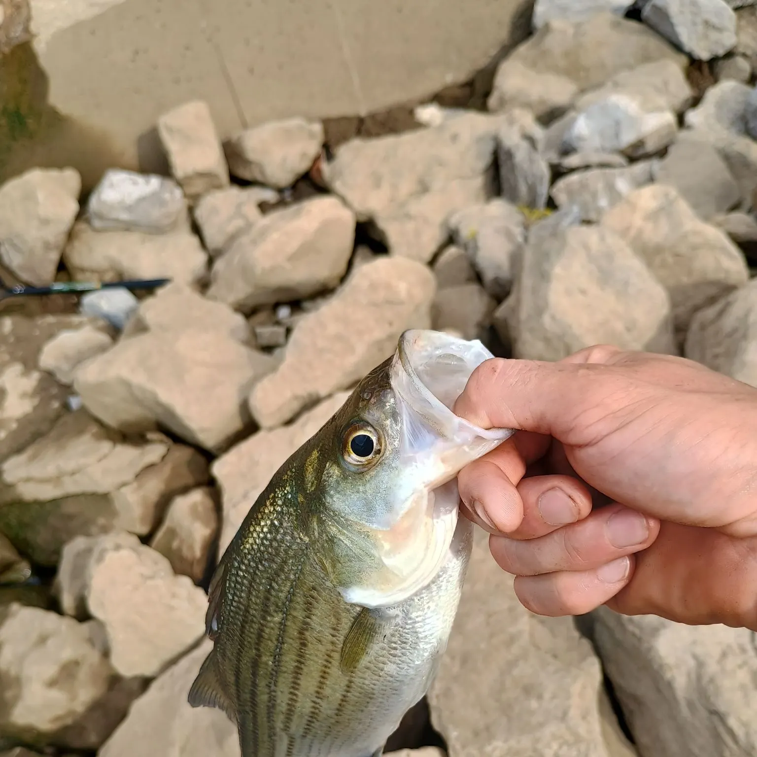Wiper caught on Fishbrain