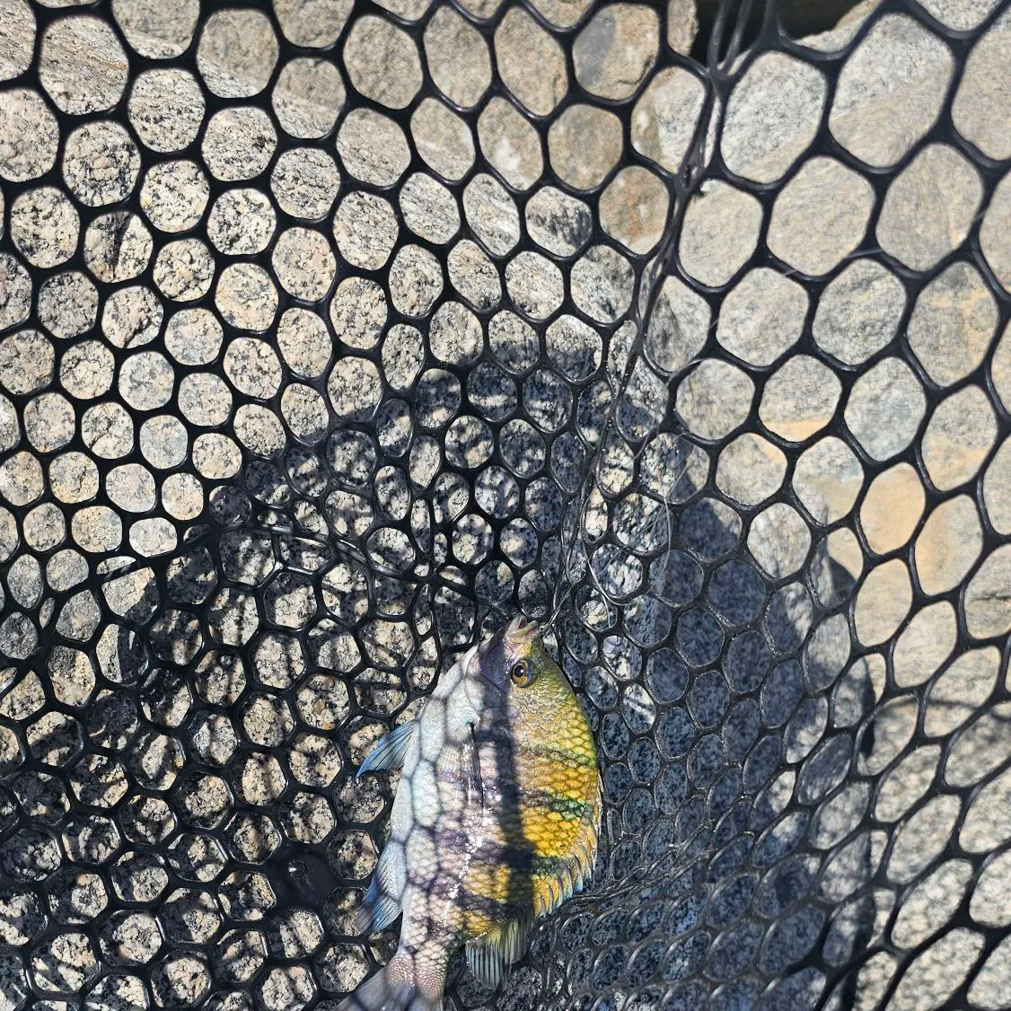 The most recent Sheepshead catches on Fishbrain