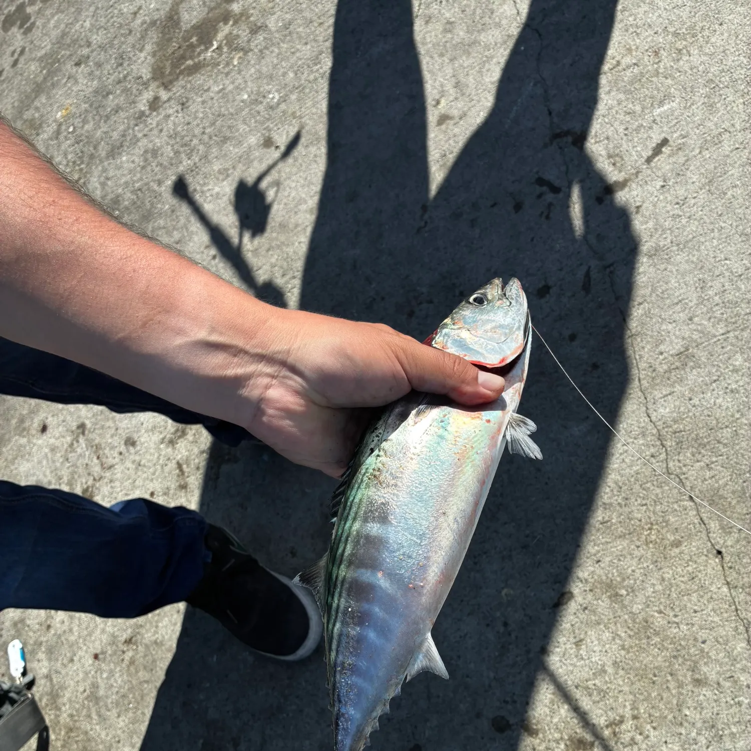 The most recent Eastern Pacific bonito catches on Fishbrain