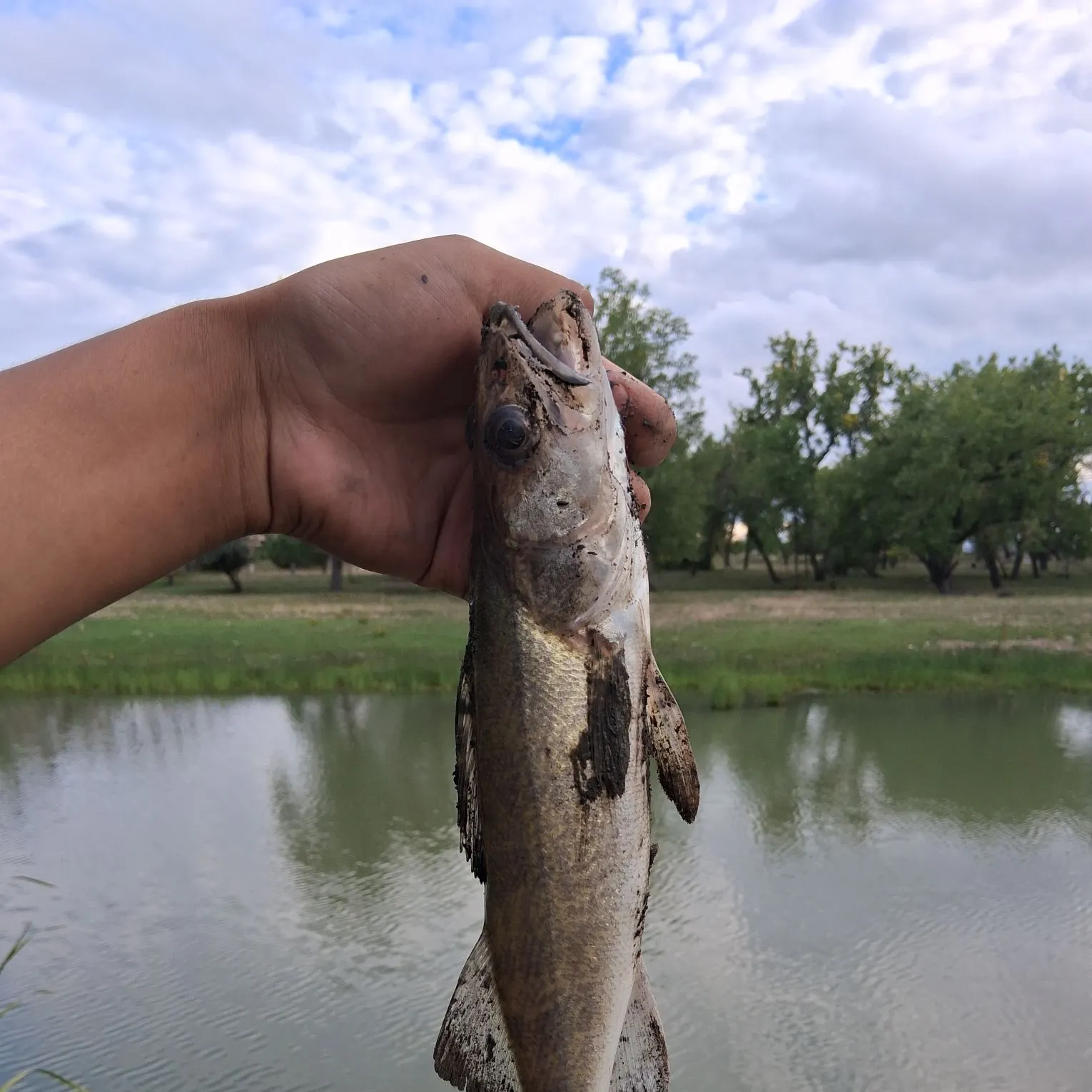 Walleye caught on Fishbrain