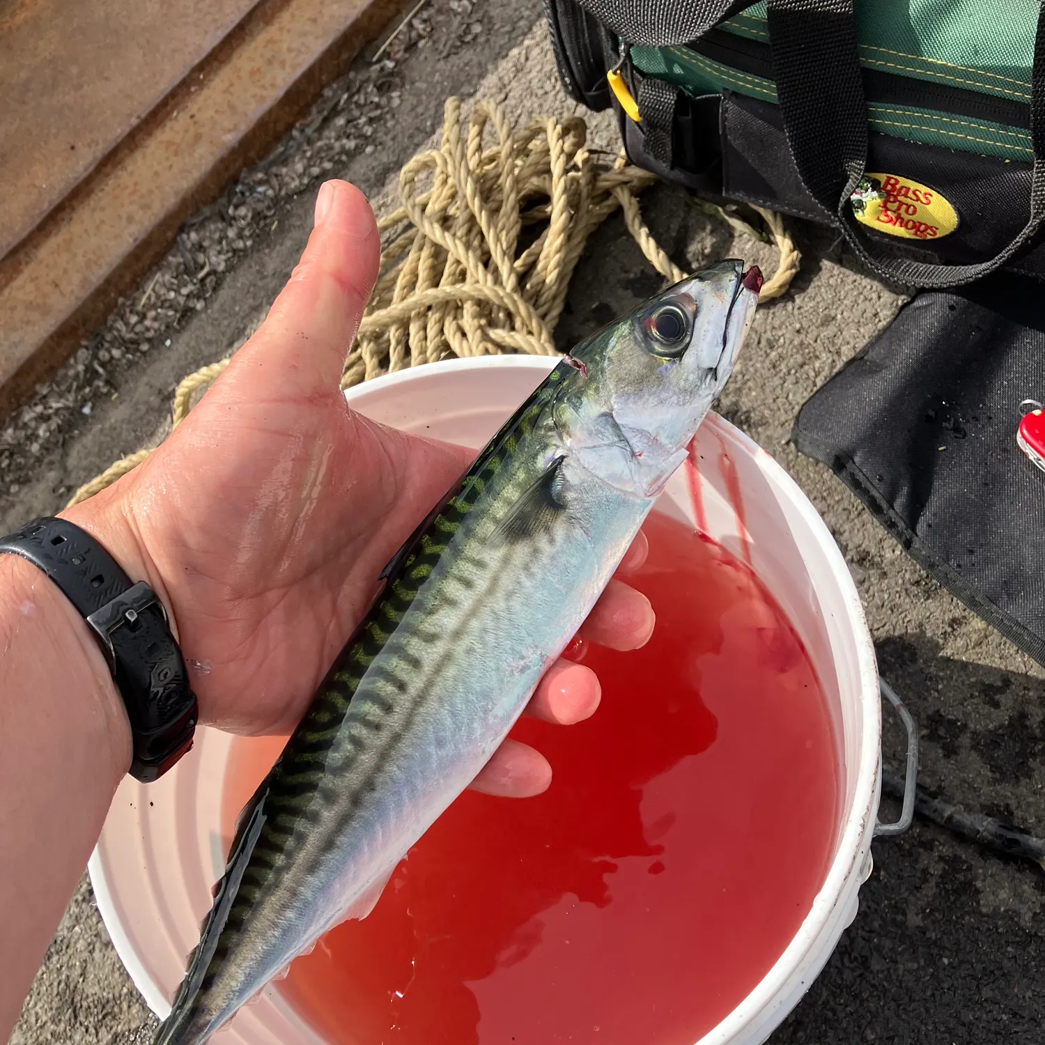 recently logged catches