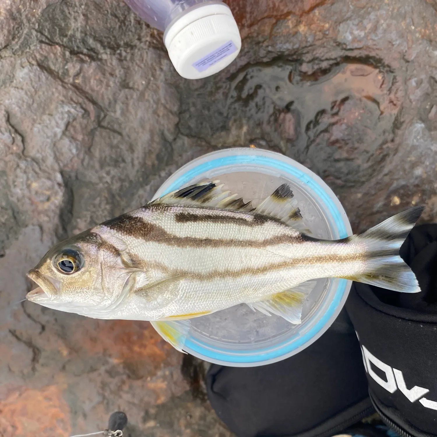 The most recent Jarbua terapon catches on Fishbrain