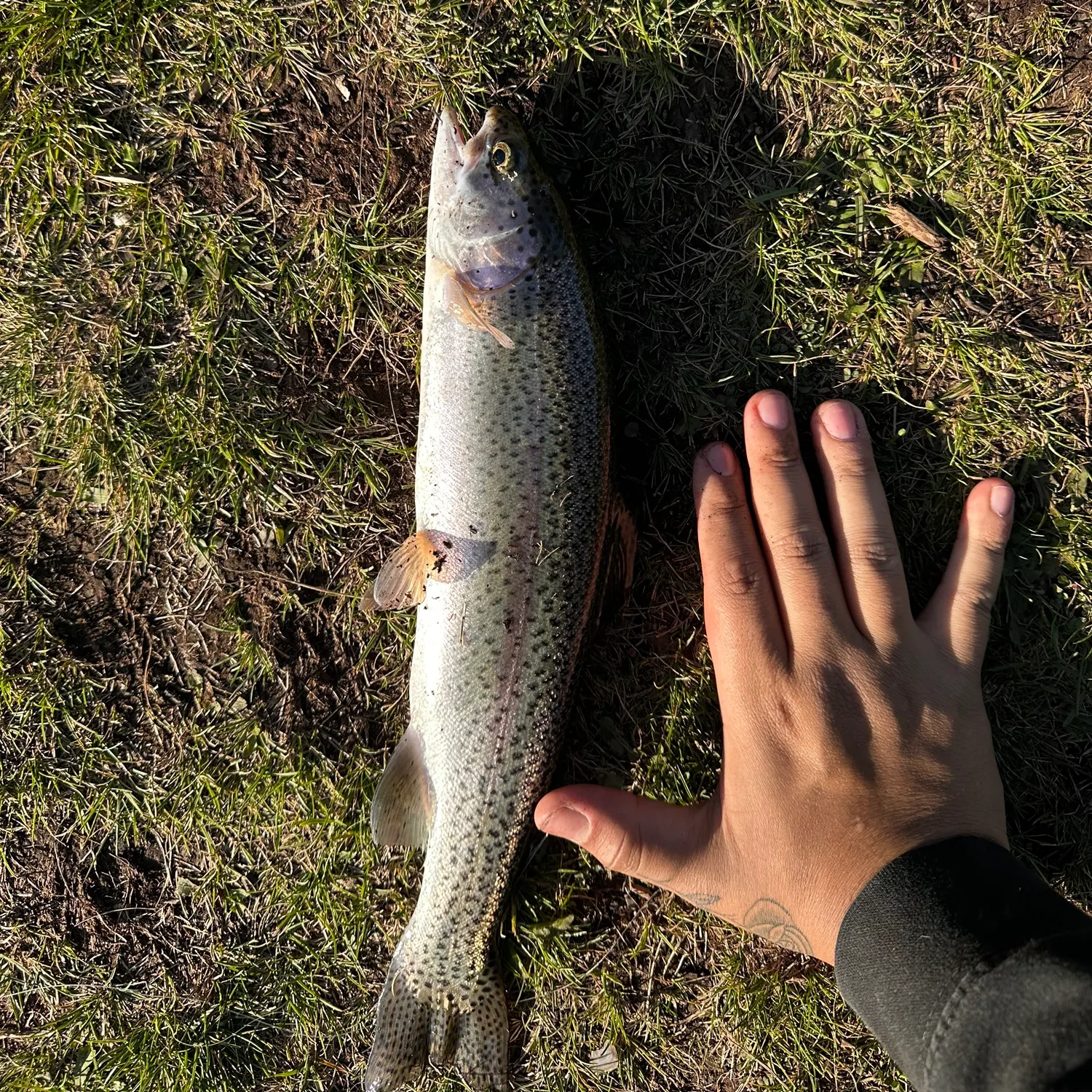 Rainbow trout caught on Fishbrain