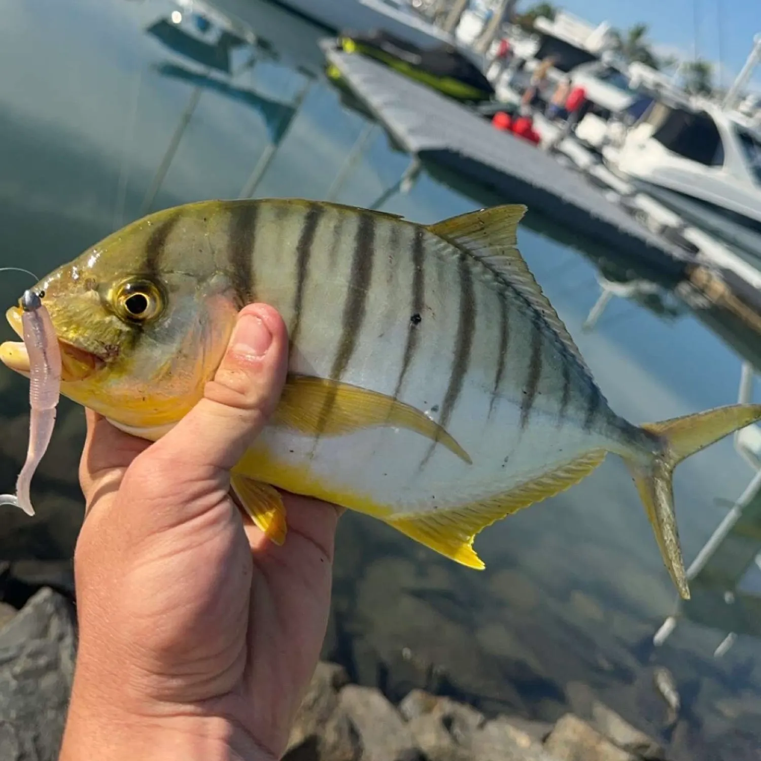 The most popular recent Golden trevally catch on Fishbrain