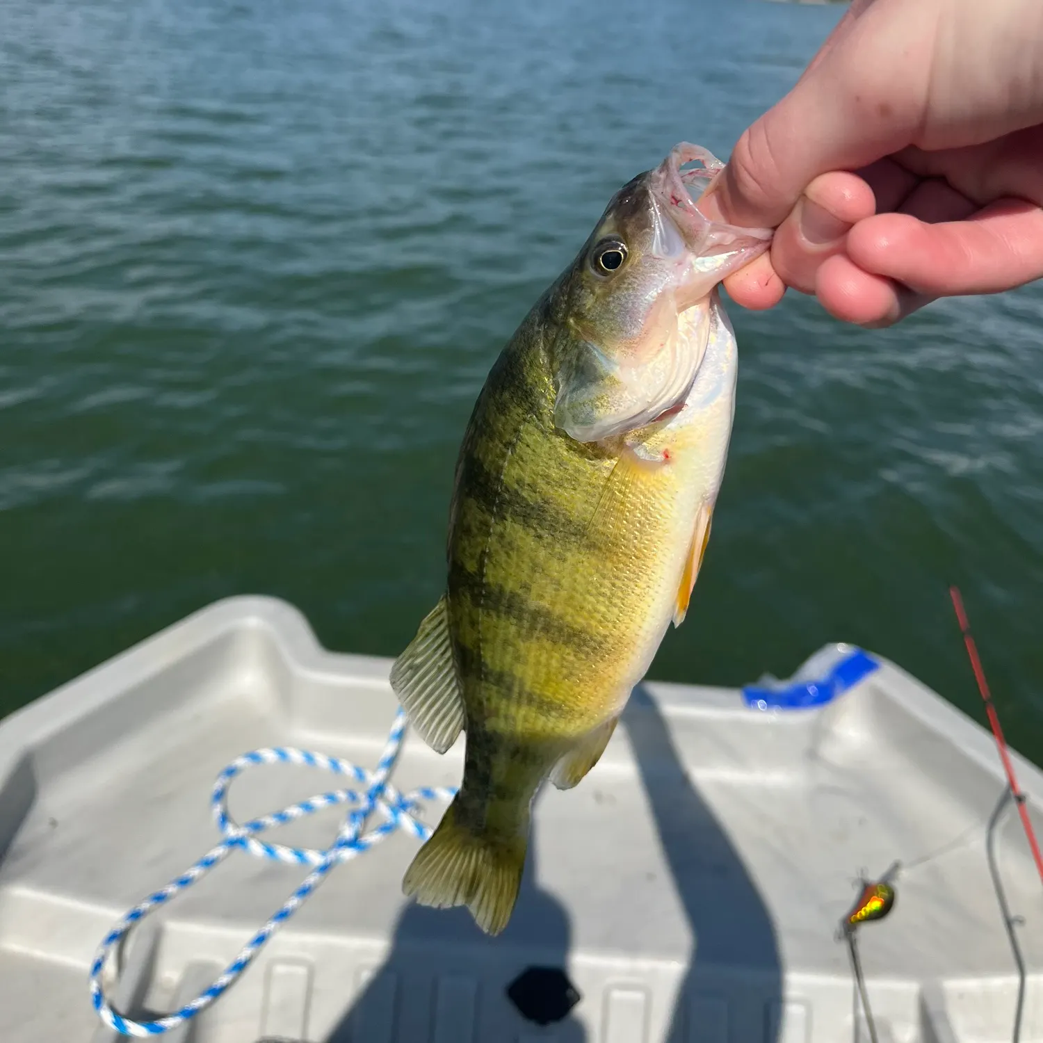 Yellow perch caught on Fishbrain