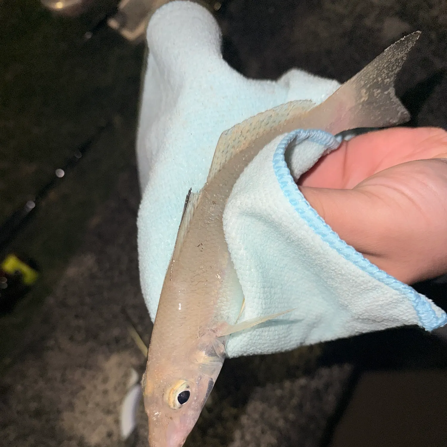 Sand sillago caught on Fishbrain
