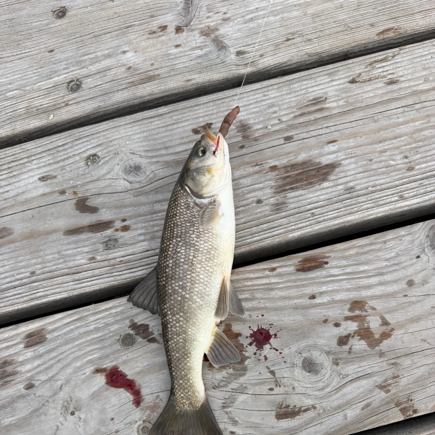 Northern pikeminnow caught on Fishbrain