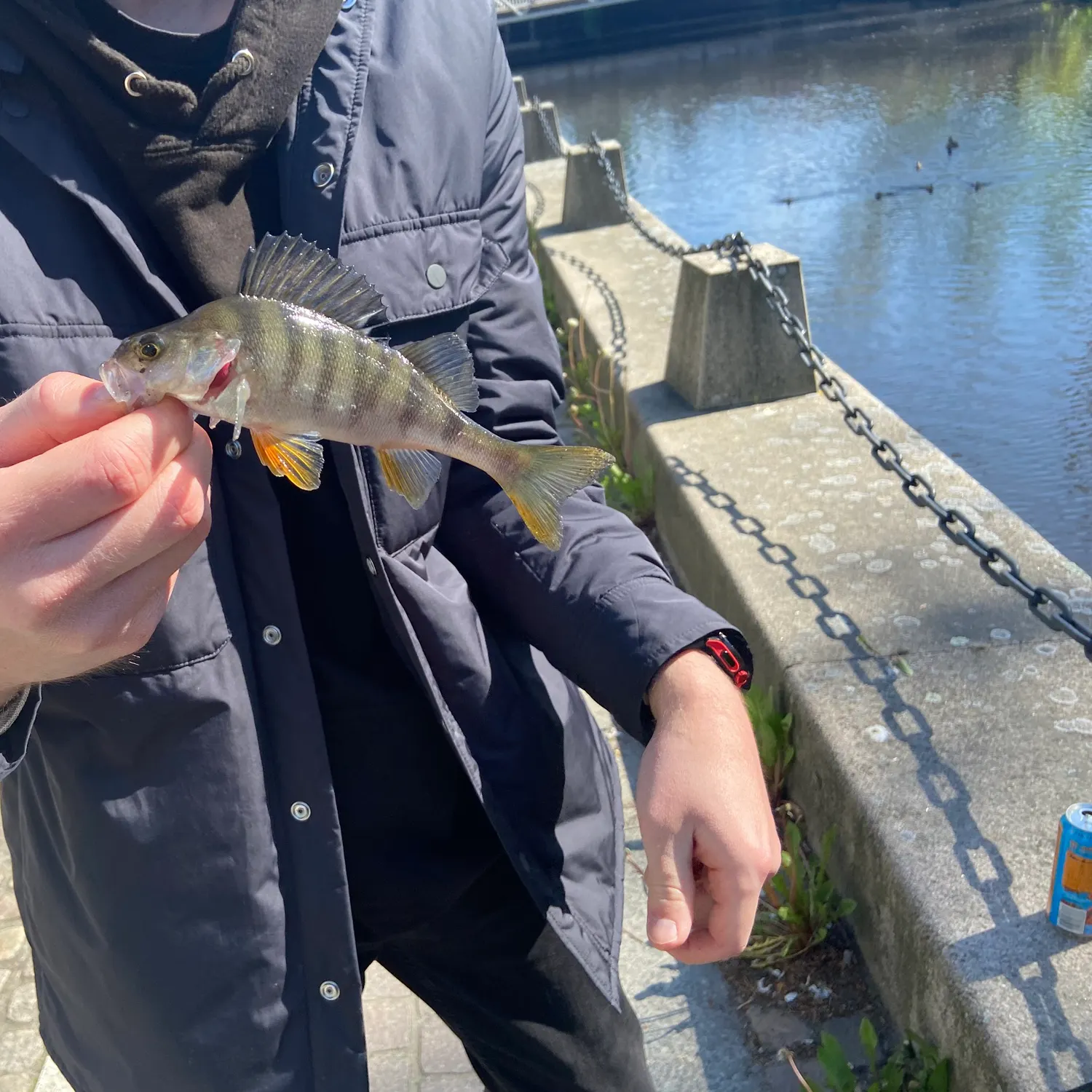 European perch caught on Fishbrain