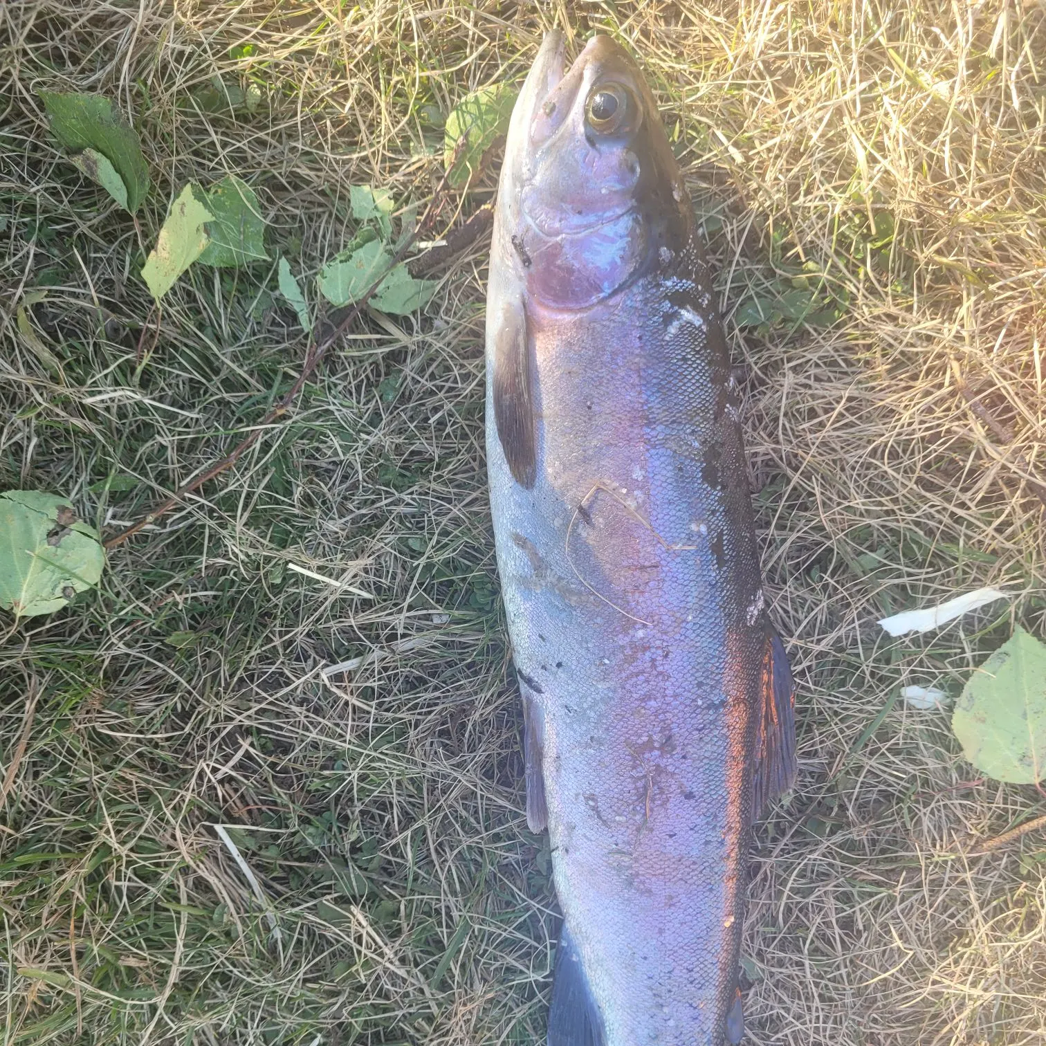 Rainbow trout caught on Fishbrain