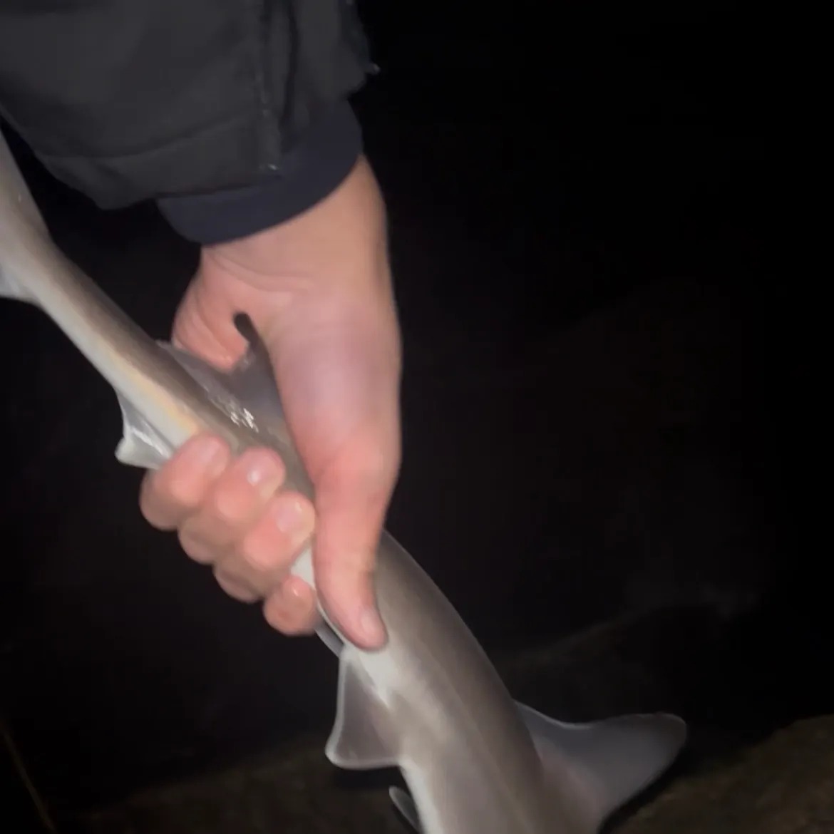 Dusky smooth-hound caught on Fishbrain