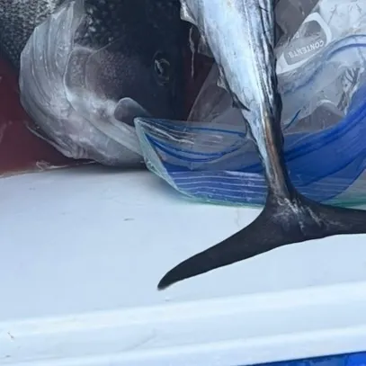 Little tunny caught on Fishbrain