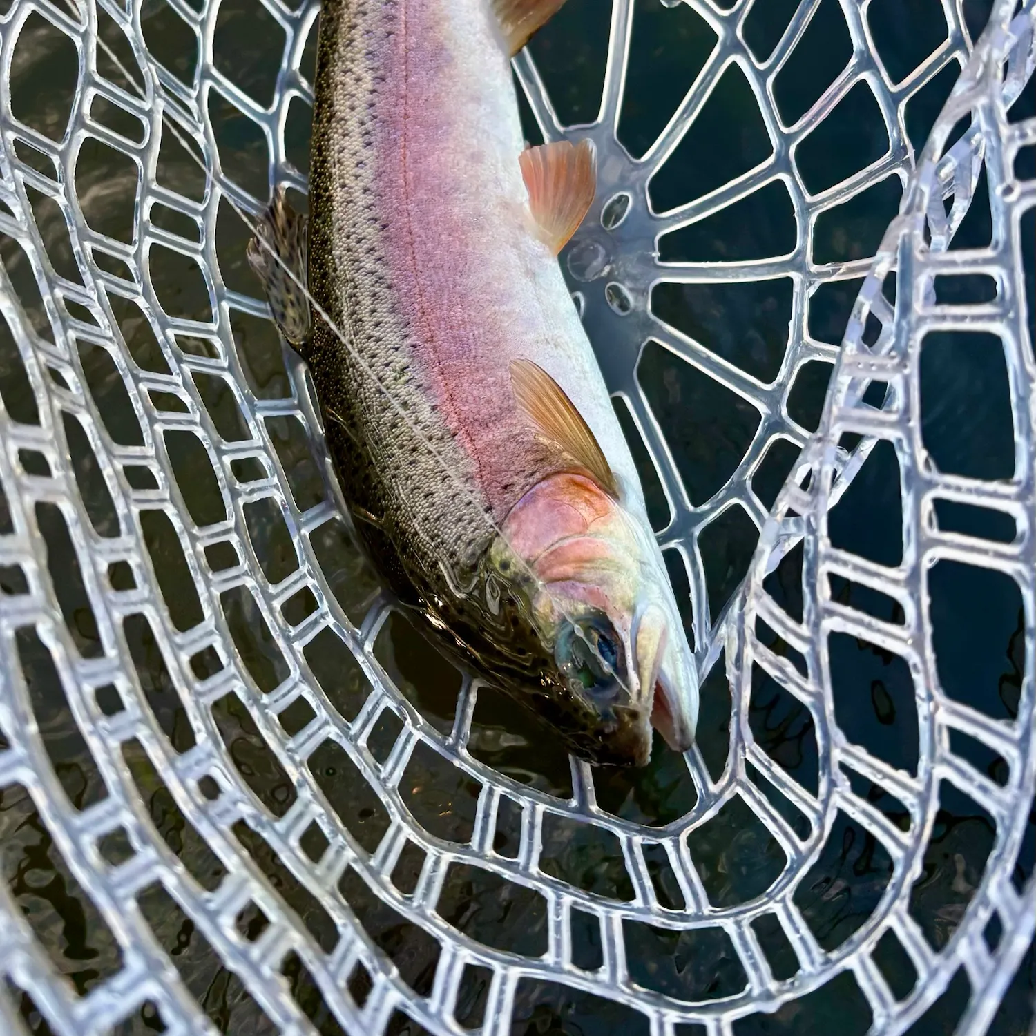 Rainbow trout caught on Fishbrain