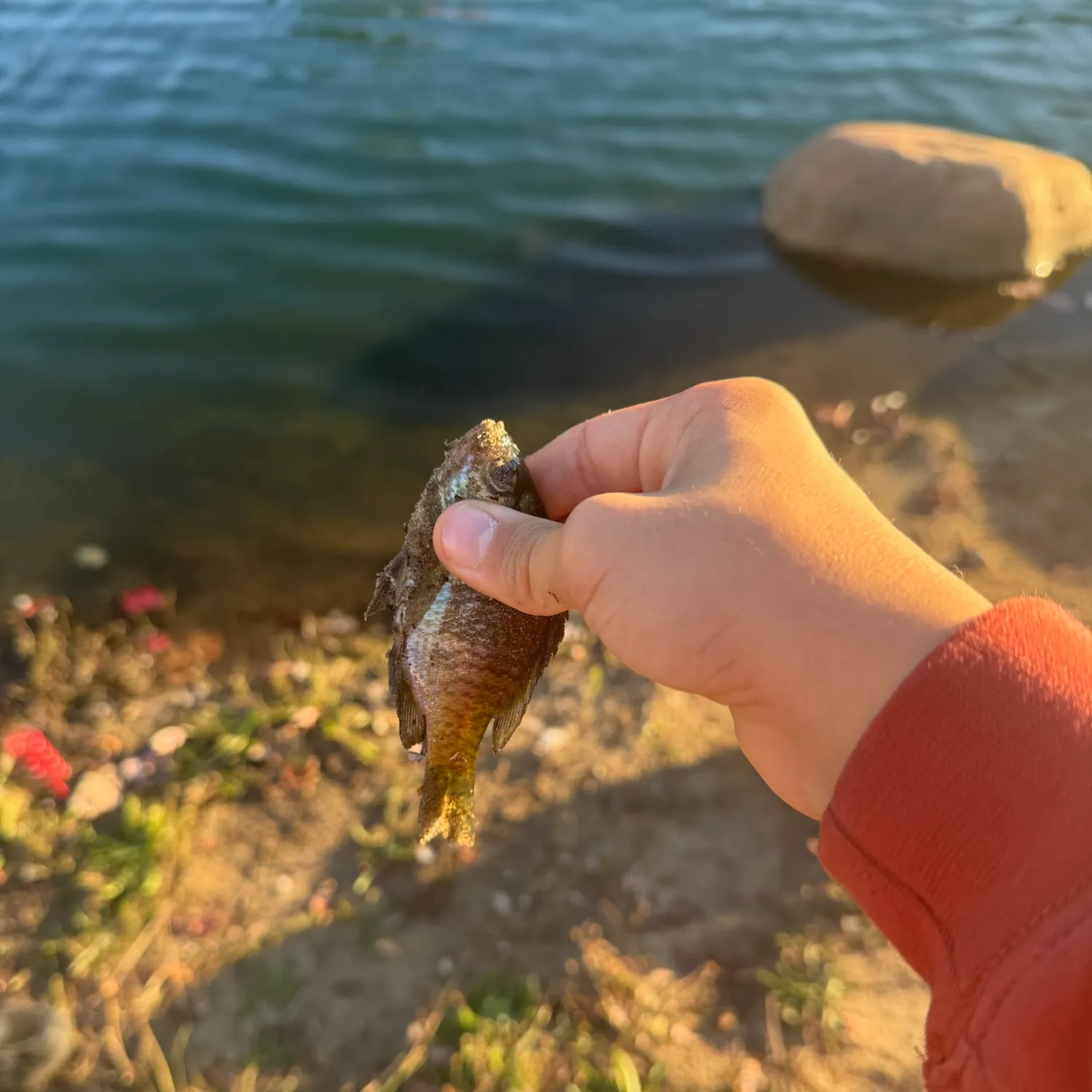 Bluegill caught on Fishbrain