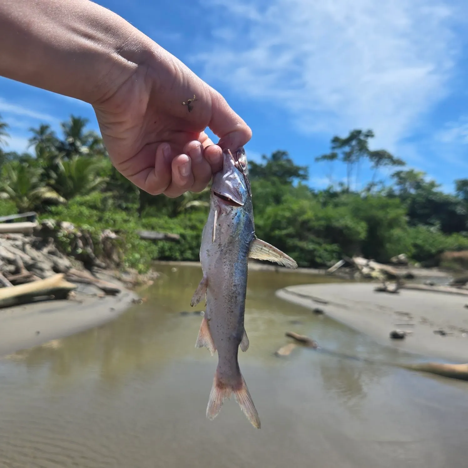 Gafftopsail sea catfish caught on Fishbrain