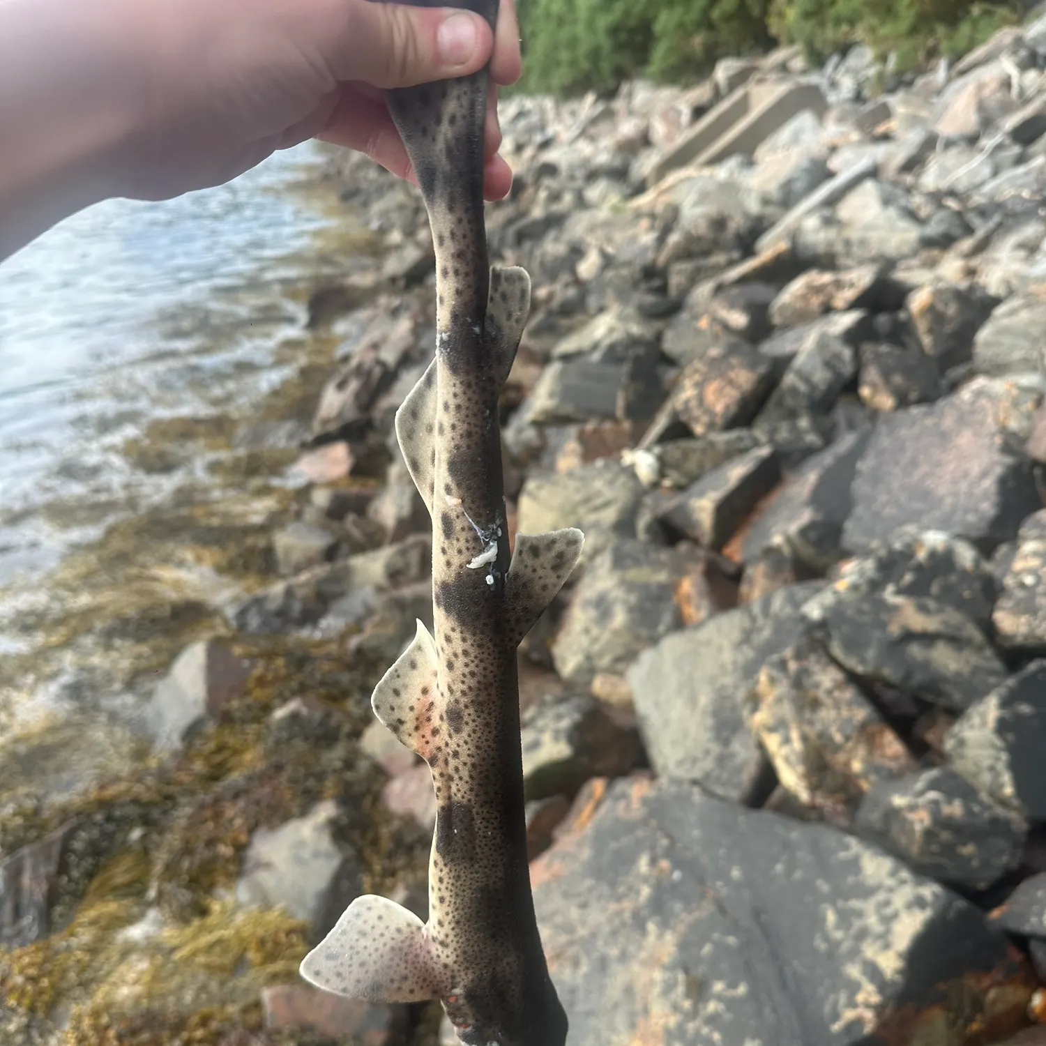 Lesser spotted dogfish caught on Fishbrain