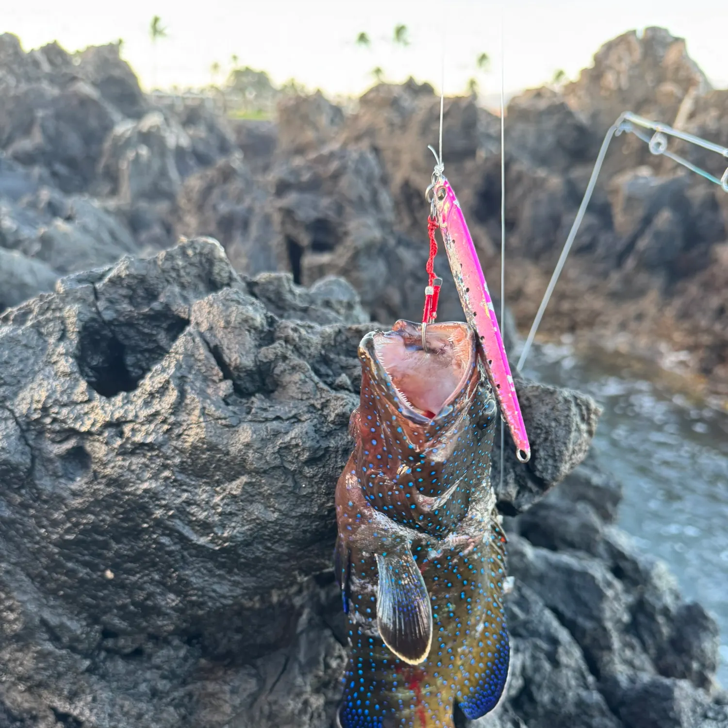 The most recent Peacock hind catches on Fishbrain