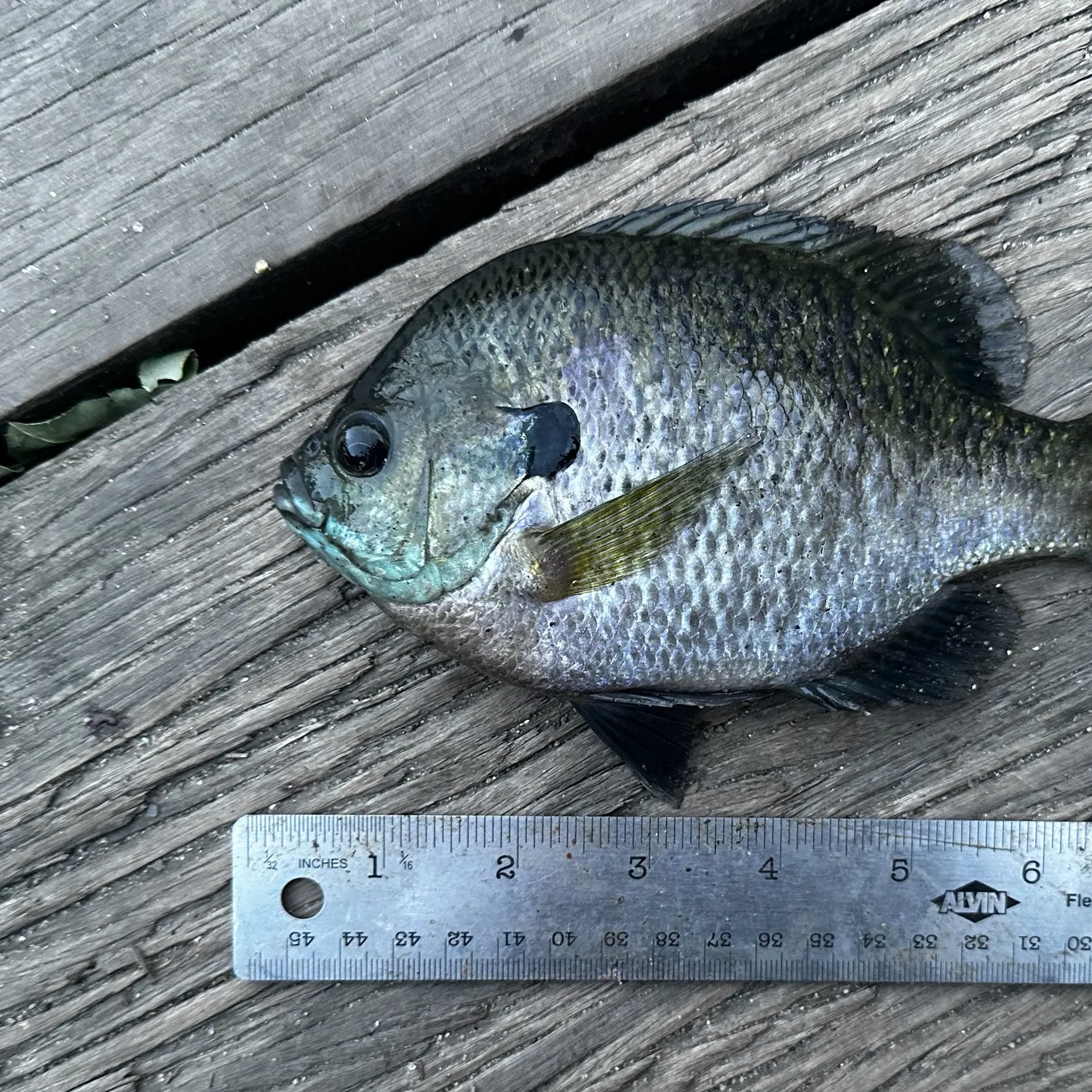 Bluegill caught on Fishbrain