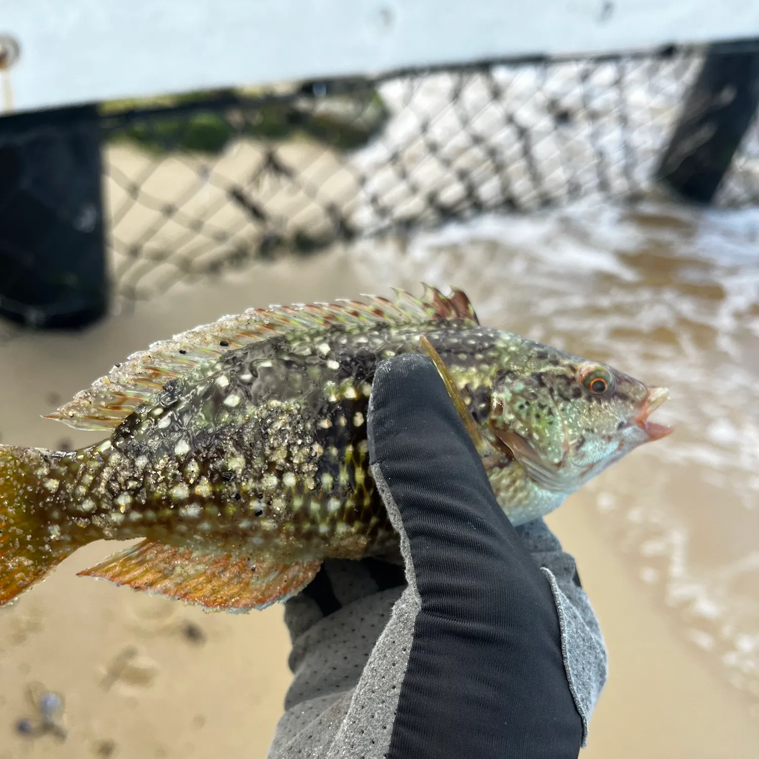 The most recent Rock wrasse catches on Fishbrain