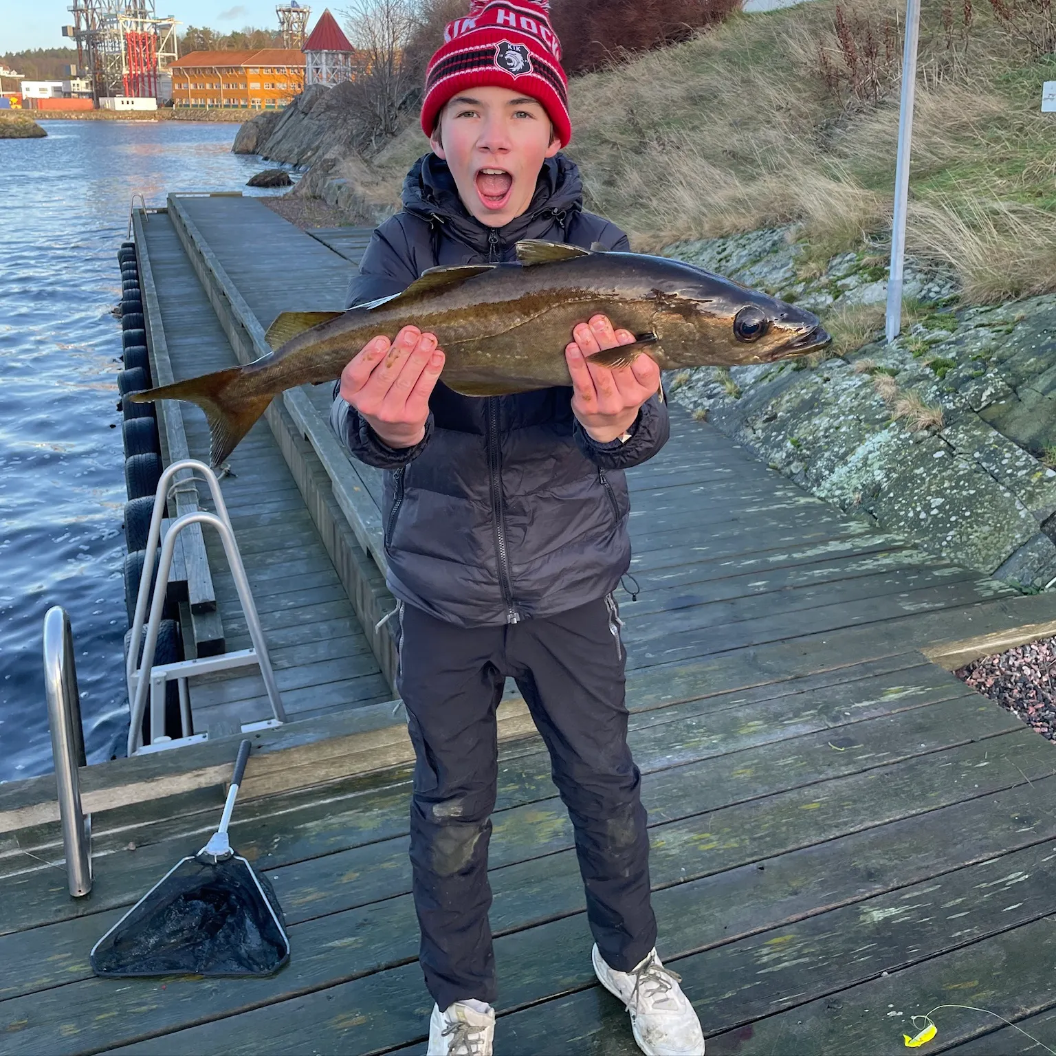 The most recent Pollack catches on Fishbrain