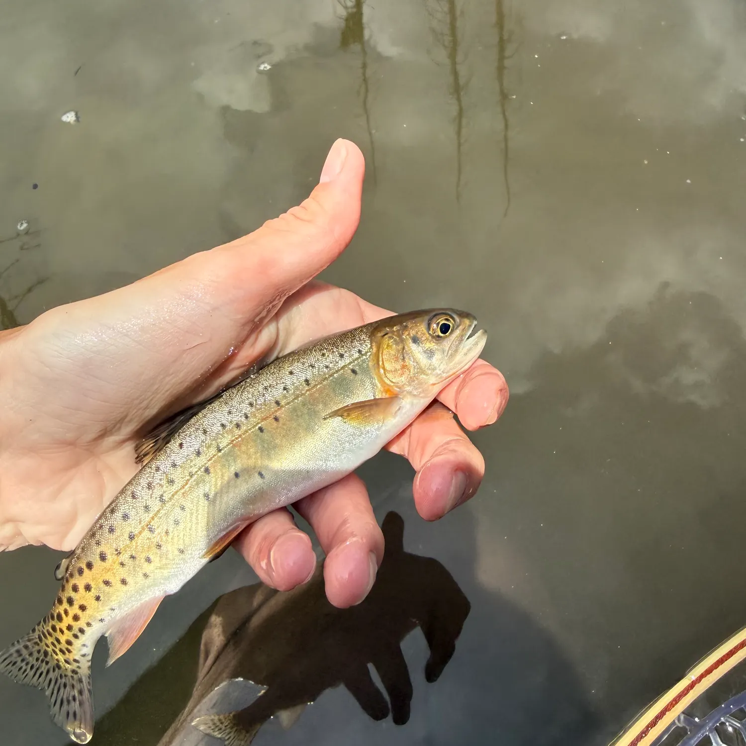 The most recent Greenback cutthroat trout catches on Fishbrain