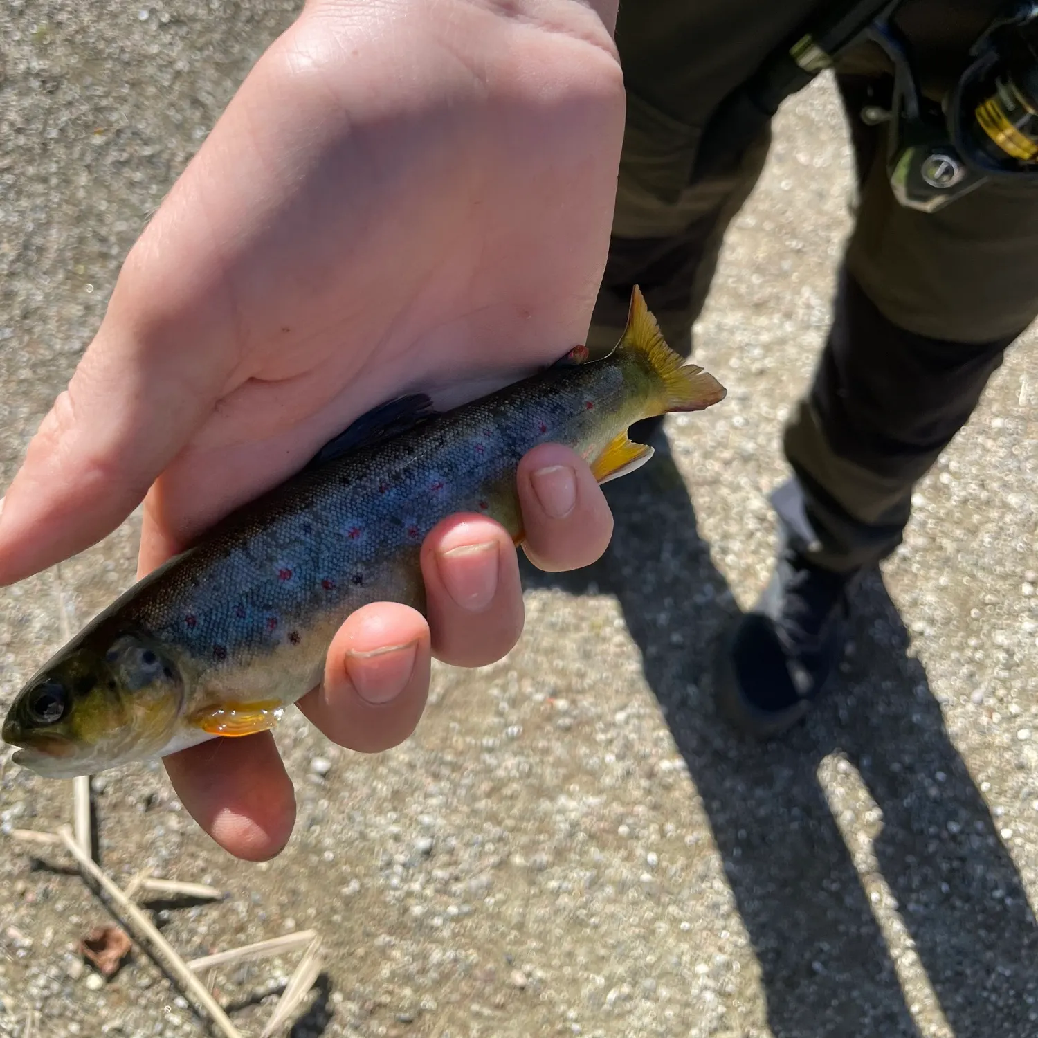 Brown trout caught on Fishbrain