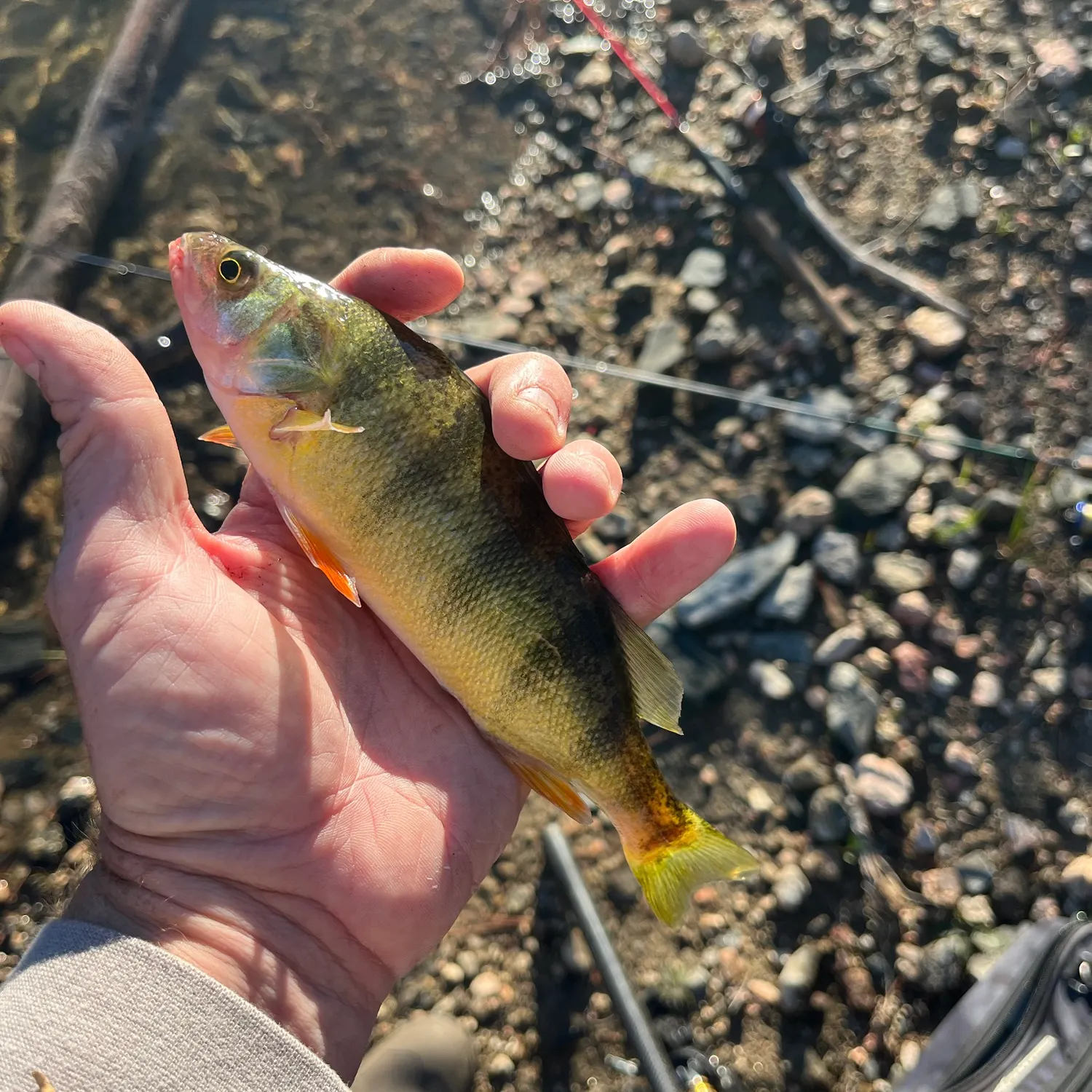 Yellow perch caught on Fishbrain