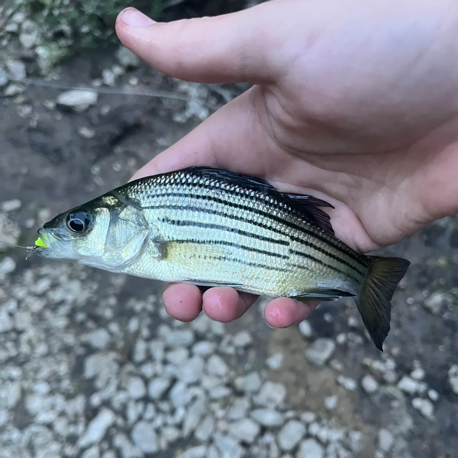 Yellow bass caught on Fishbrain