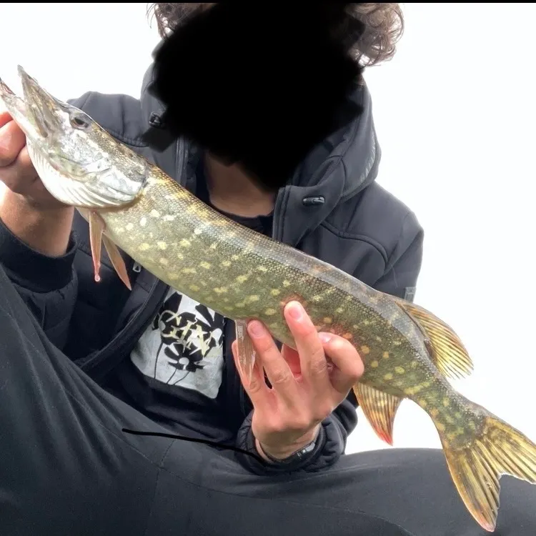 Northern pike caught on Fishbrain