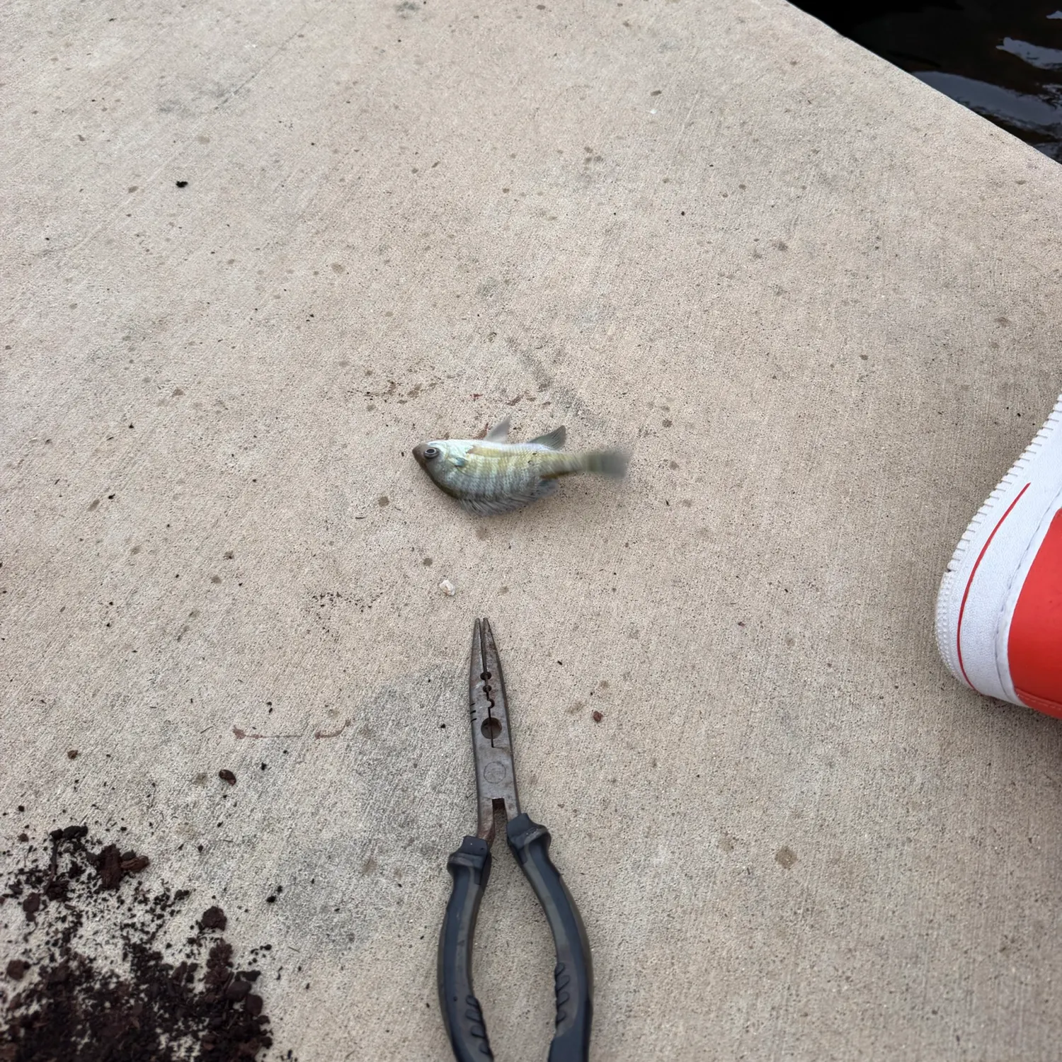 Bluegill caught on Fishbrain