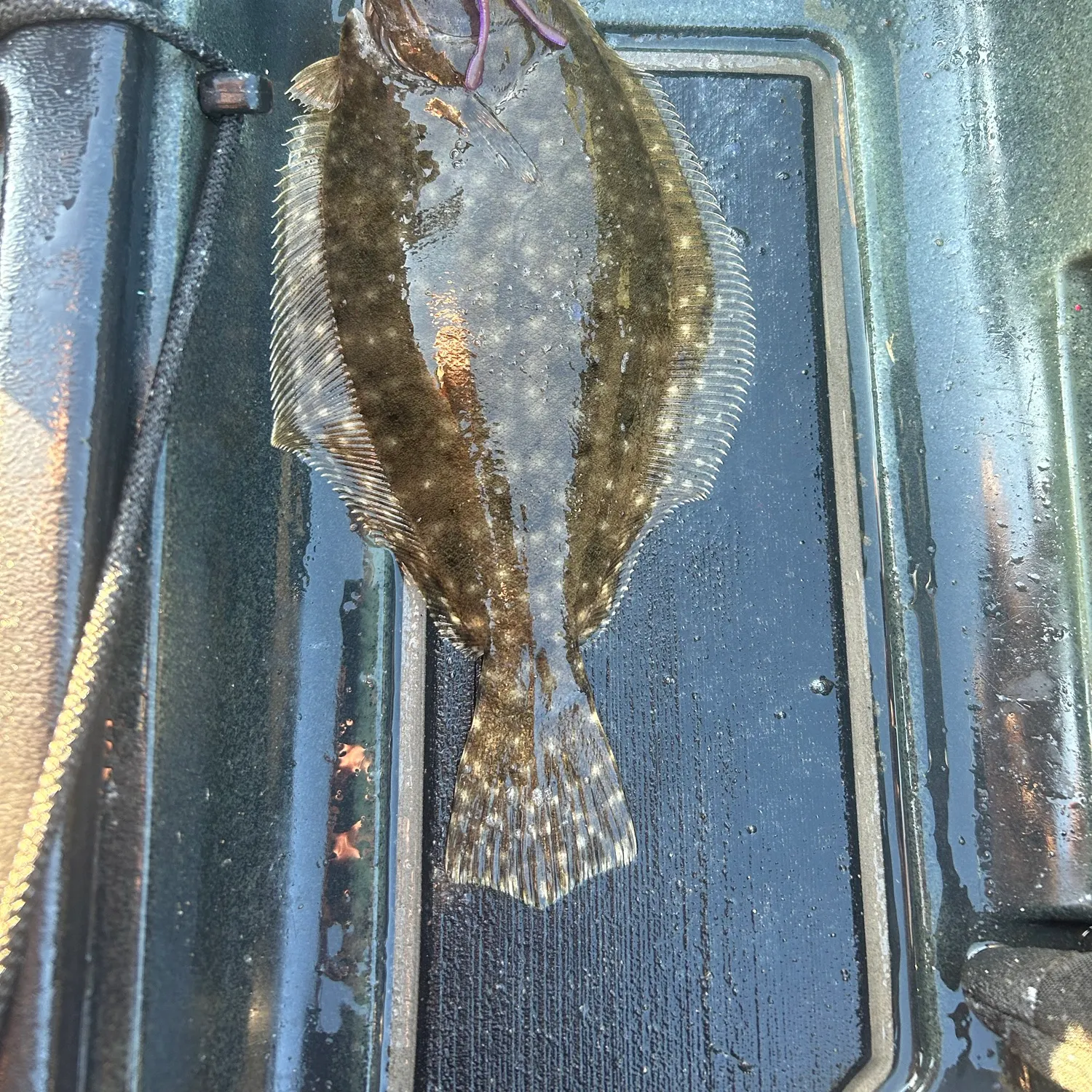 Summer flounder caught on Fishbrain