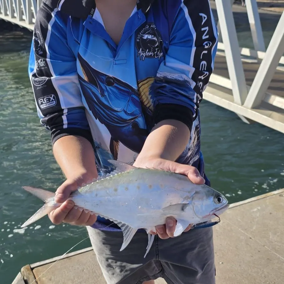 The most recent Talang queenfish catches on Fishbrain