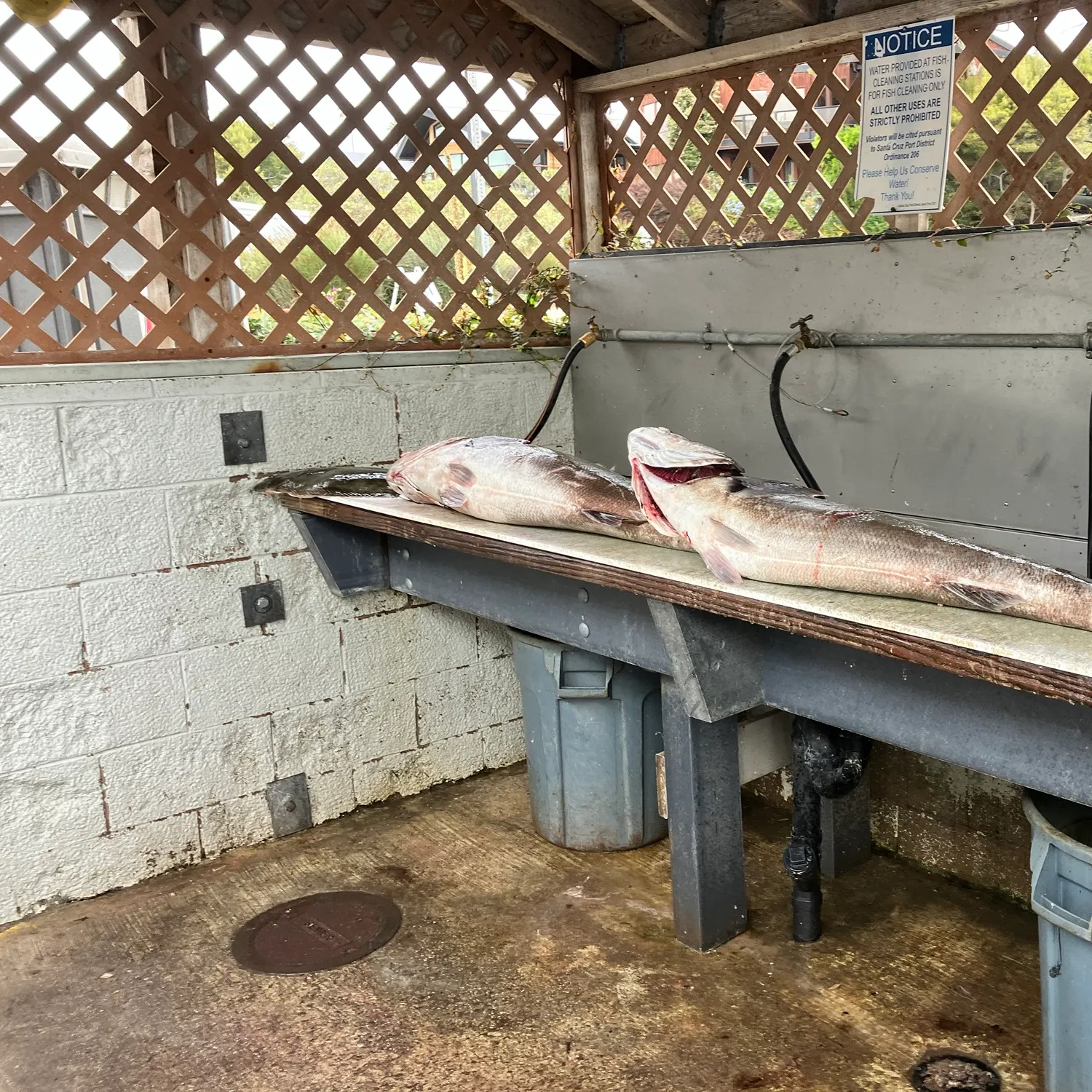 Fish caught on Fishbrain