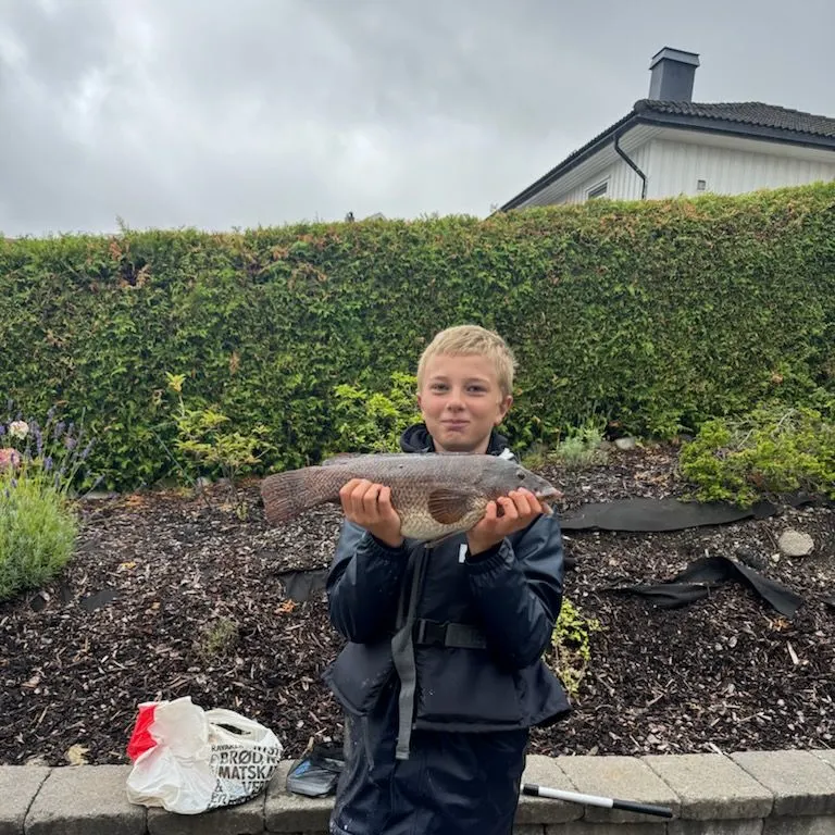 Ballan wrasse caught on Fishbrain