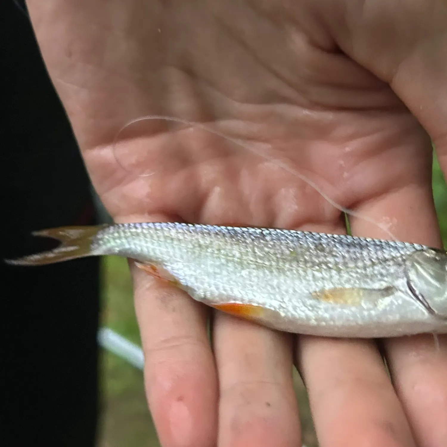 Common roach caught on Fishbrain