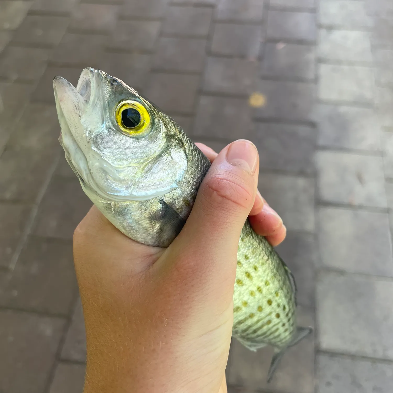 The most recent Australian ruff catches on Fishbrain