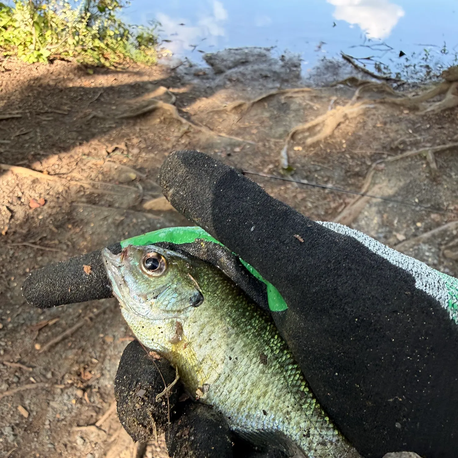 catch