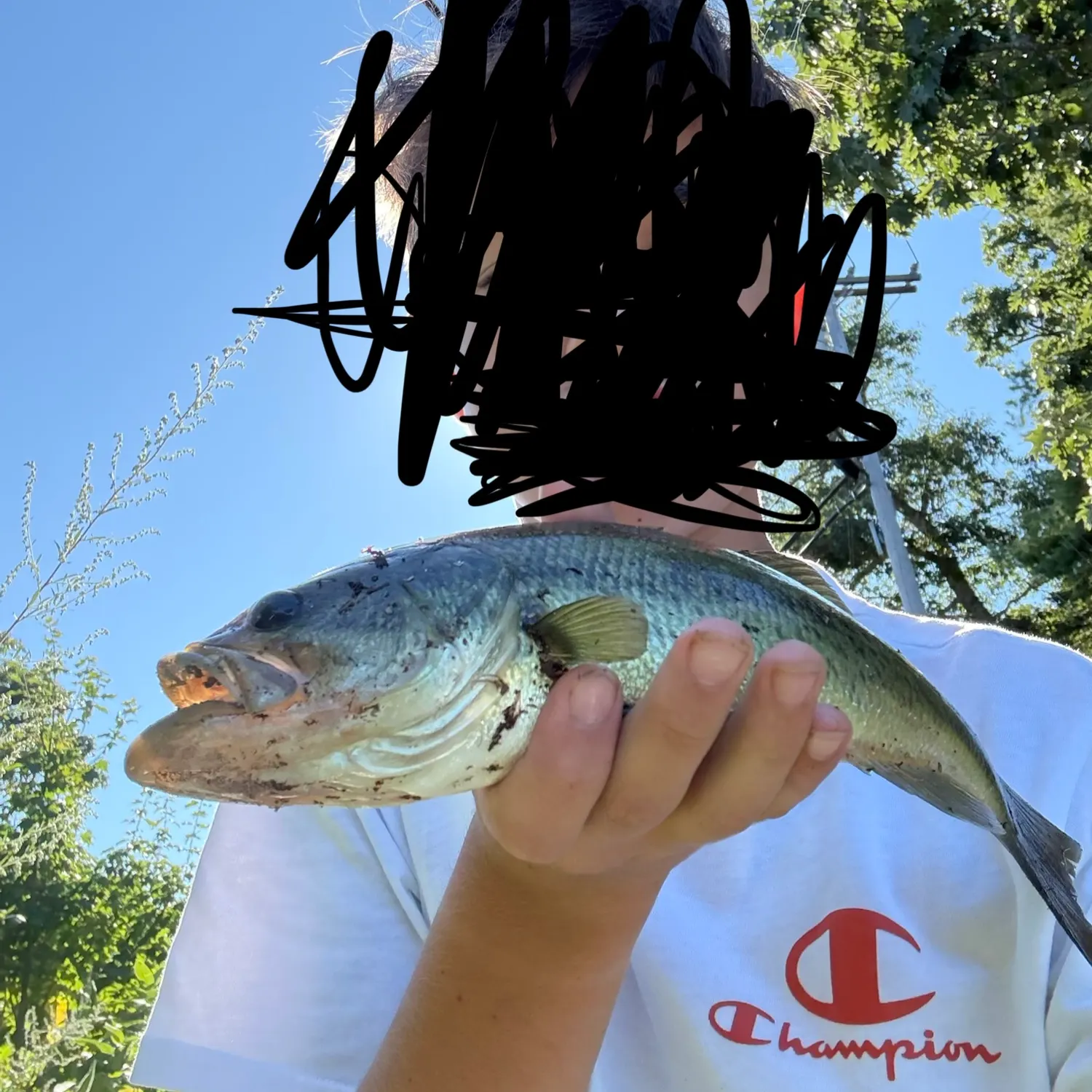 Largemouth bass caught on Fishbrain