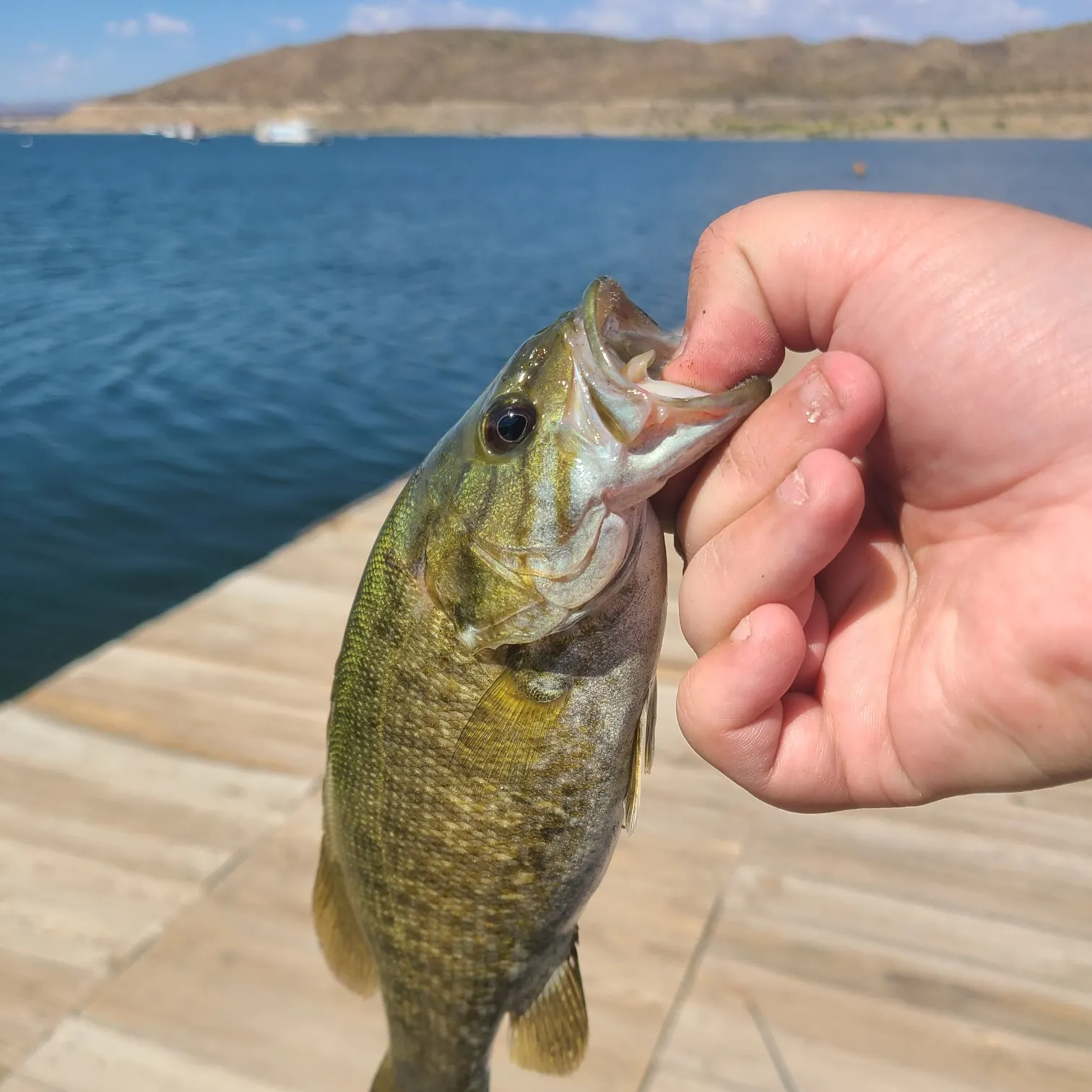 angler catch