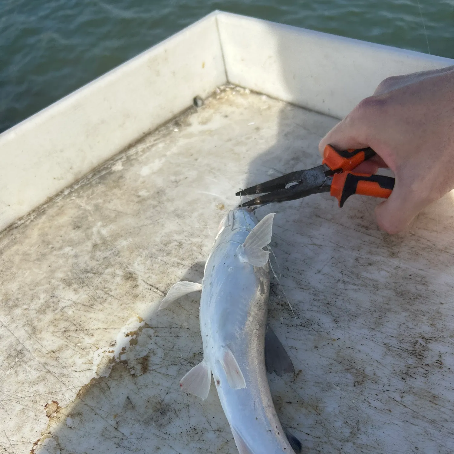 catch