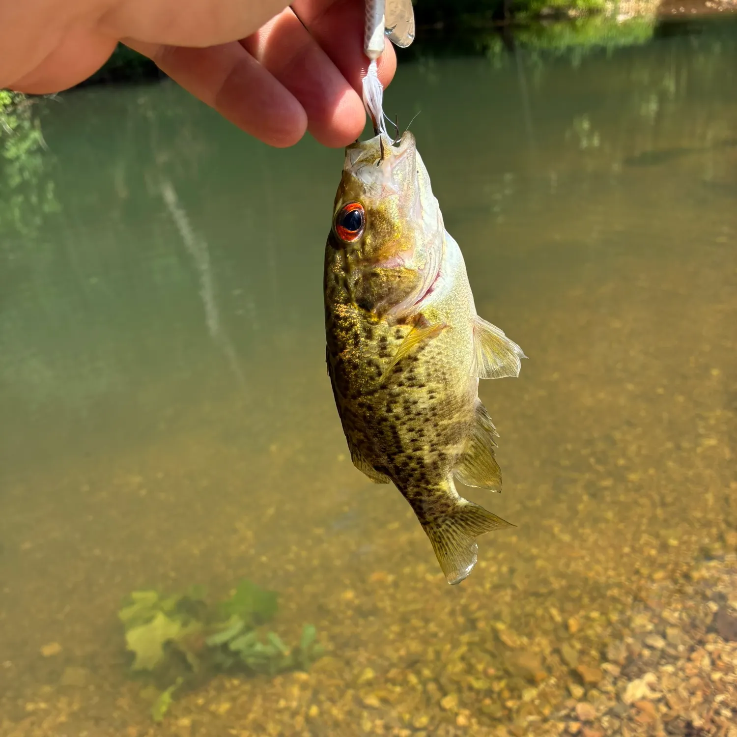 The most recent Ozark bass catches on Fishbrain