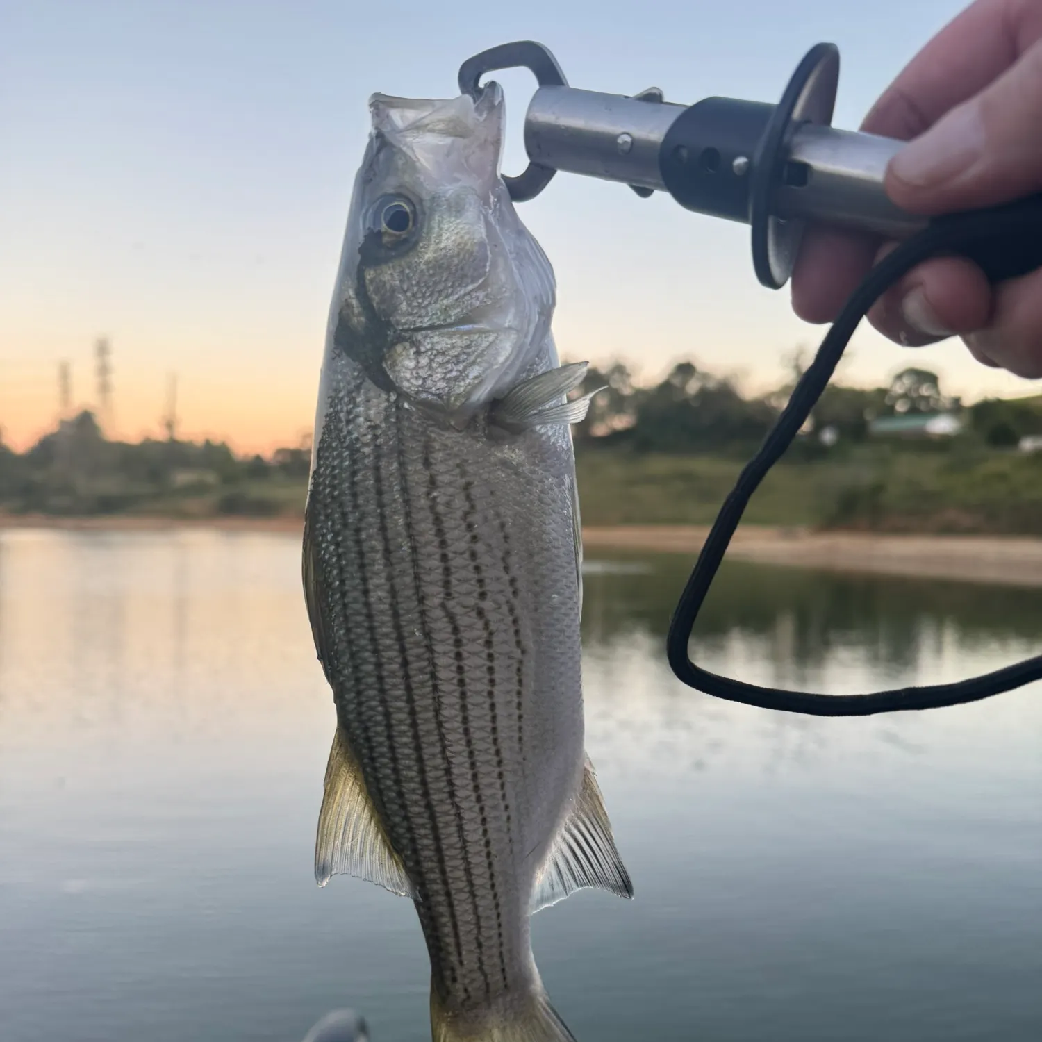 Wiper caught on Fishbrain