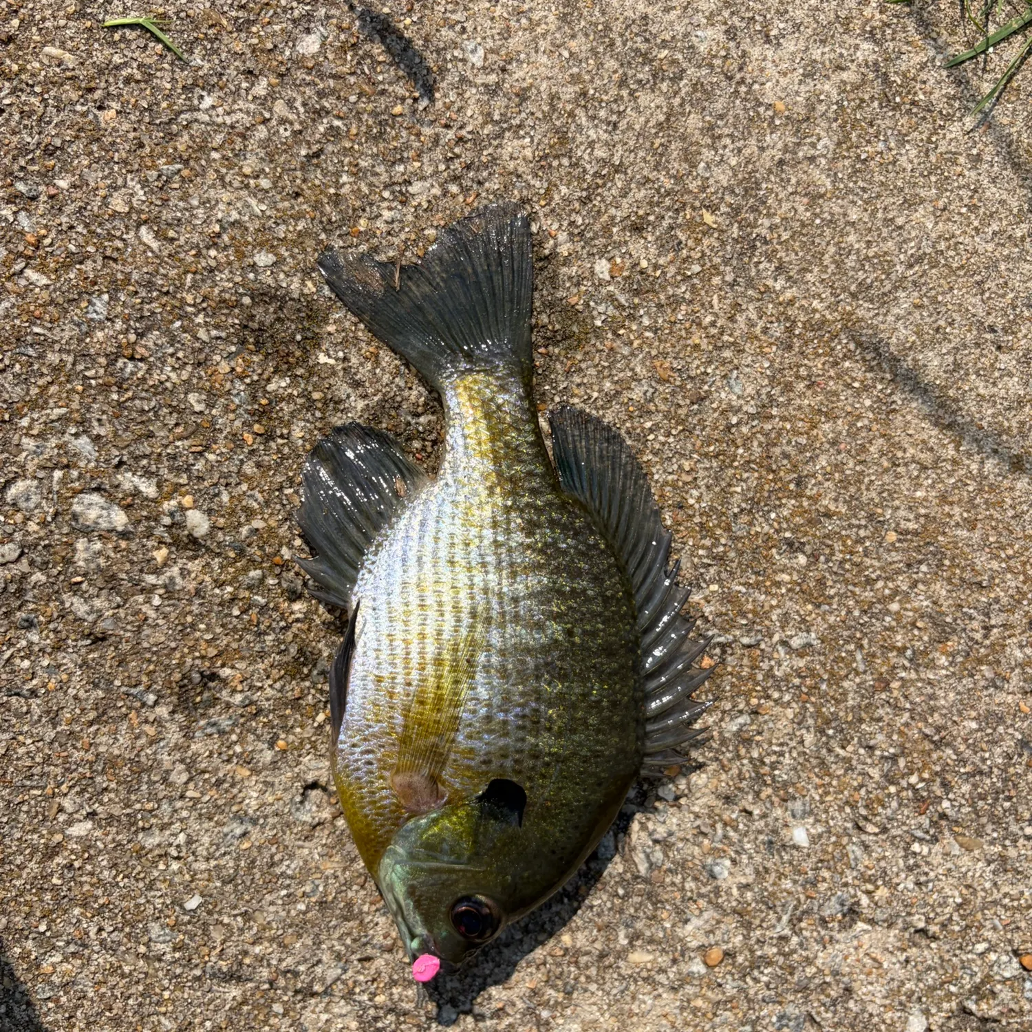 Bluegill caught on Fishbrain